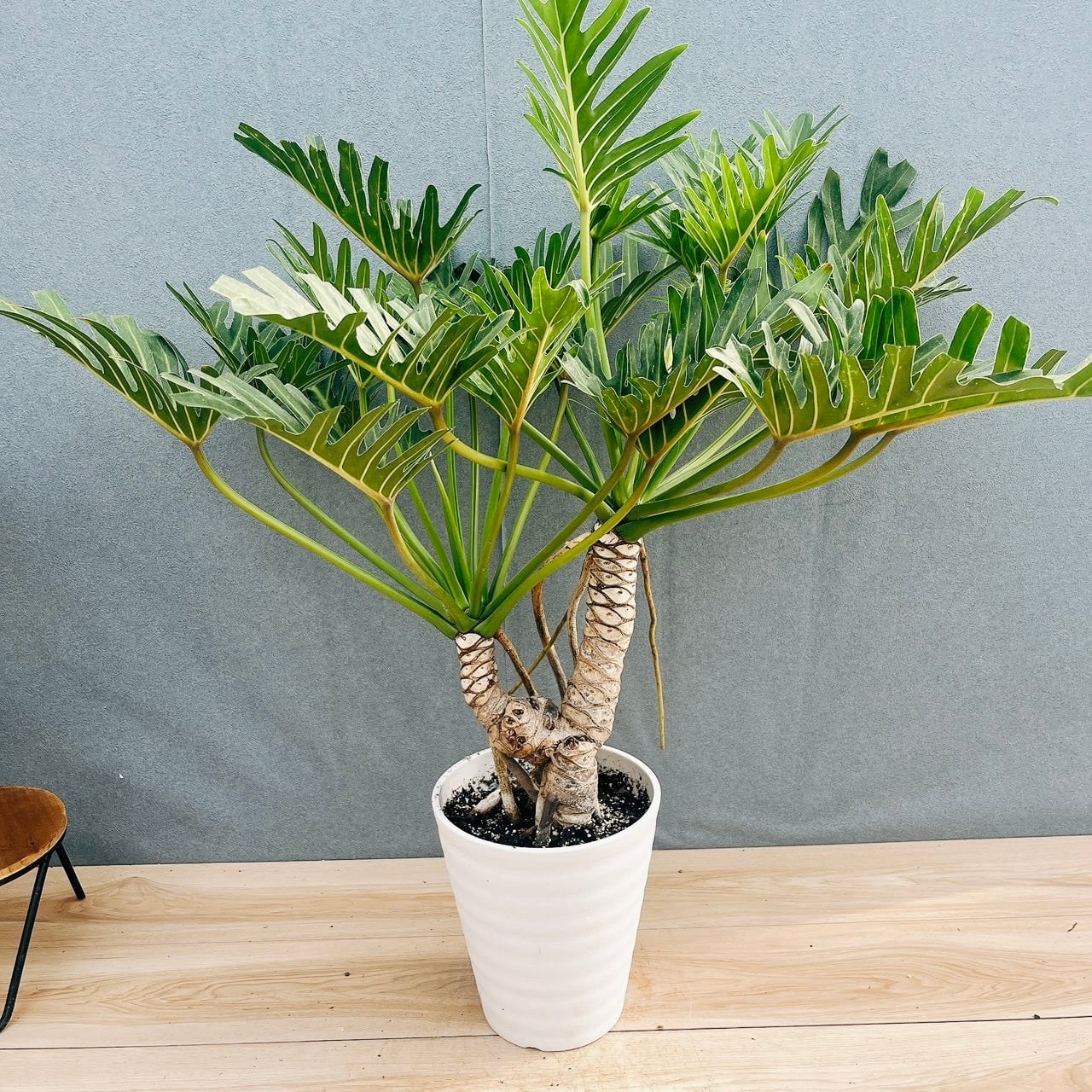 ［現品］50番　カシワバゴムノキ　フィカスリラータ　曲がり　7号　観葉植物　室内 現品］50番 カシワバゴムノキ フィカス リラータ 曲がり 7号 観葉植物