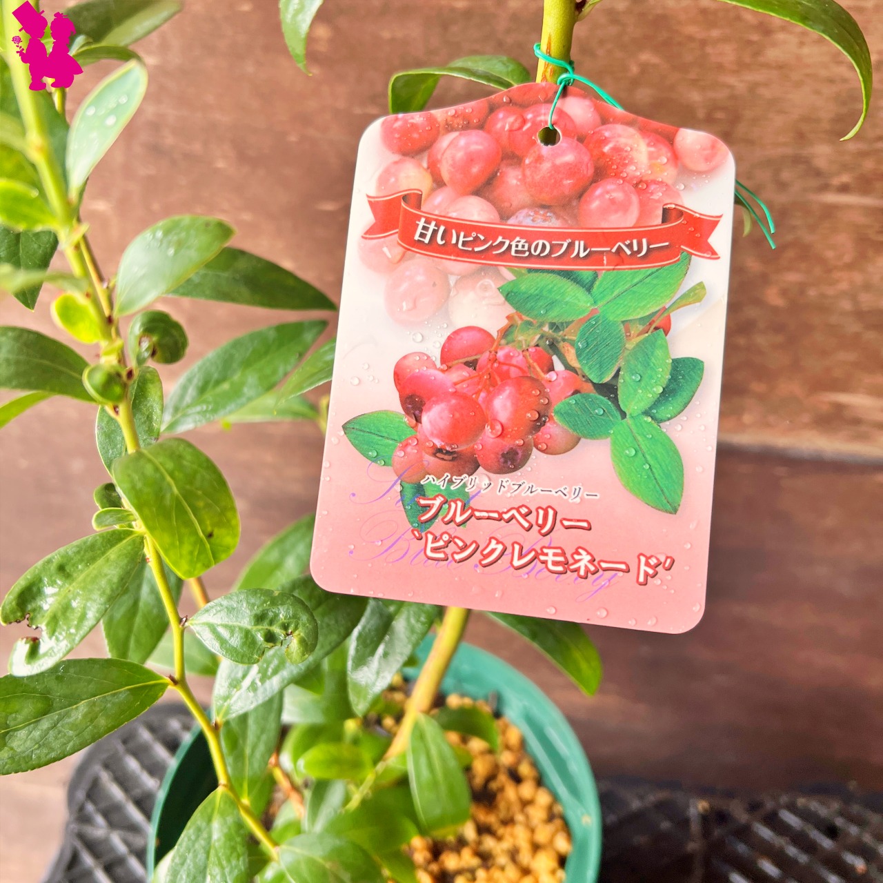 ブルーベリー苗 ピンクレモネード5号ポット8本セット 【公式通販】