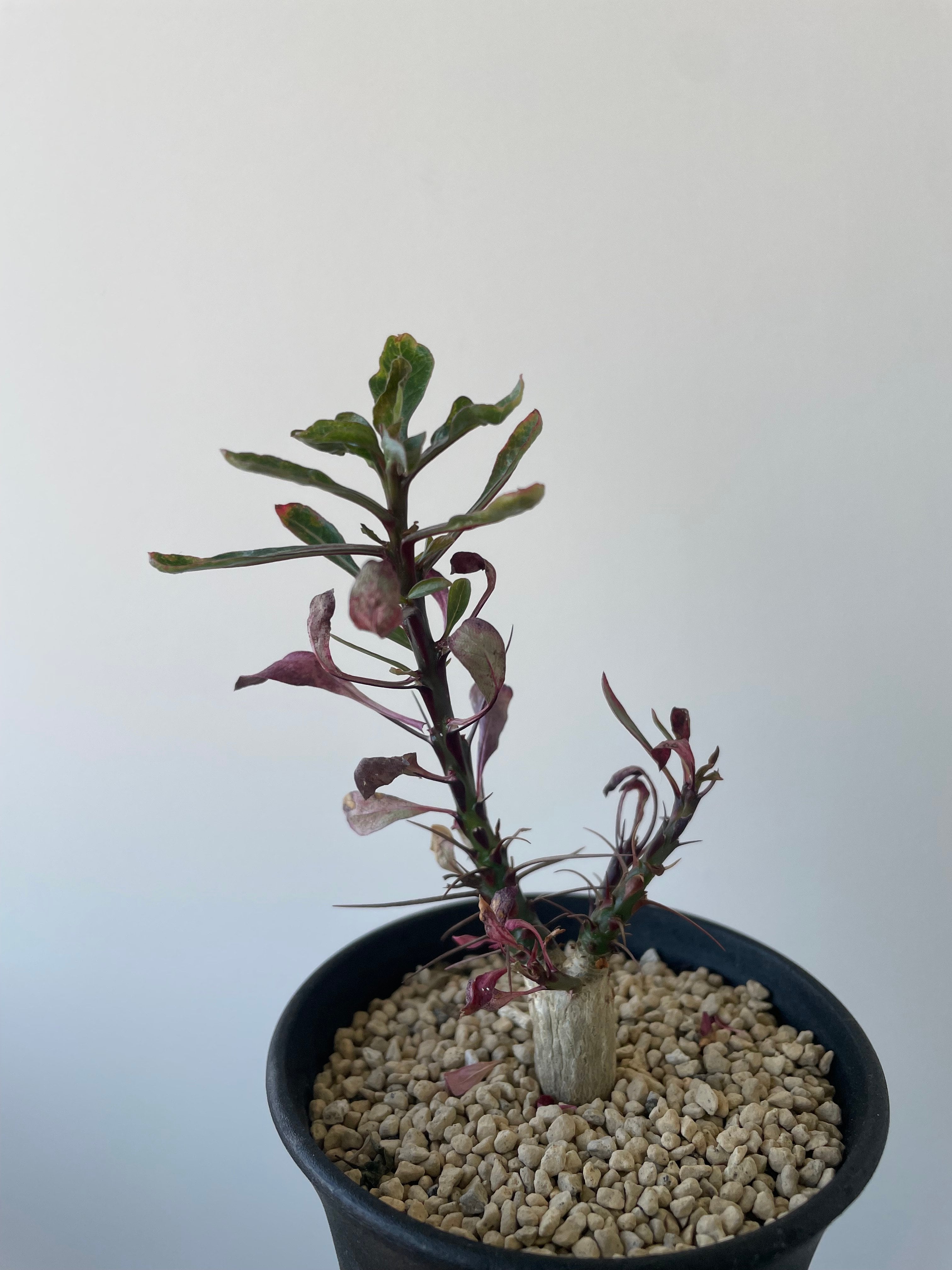 新着】Fouquieria fasciculata 10【激レア塊根・ぷっくり選抜実生株