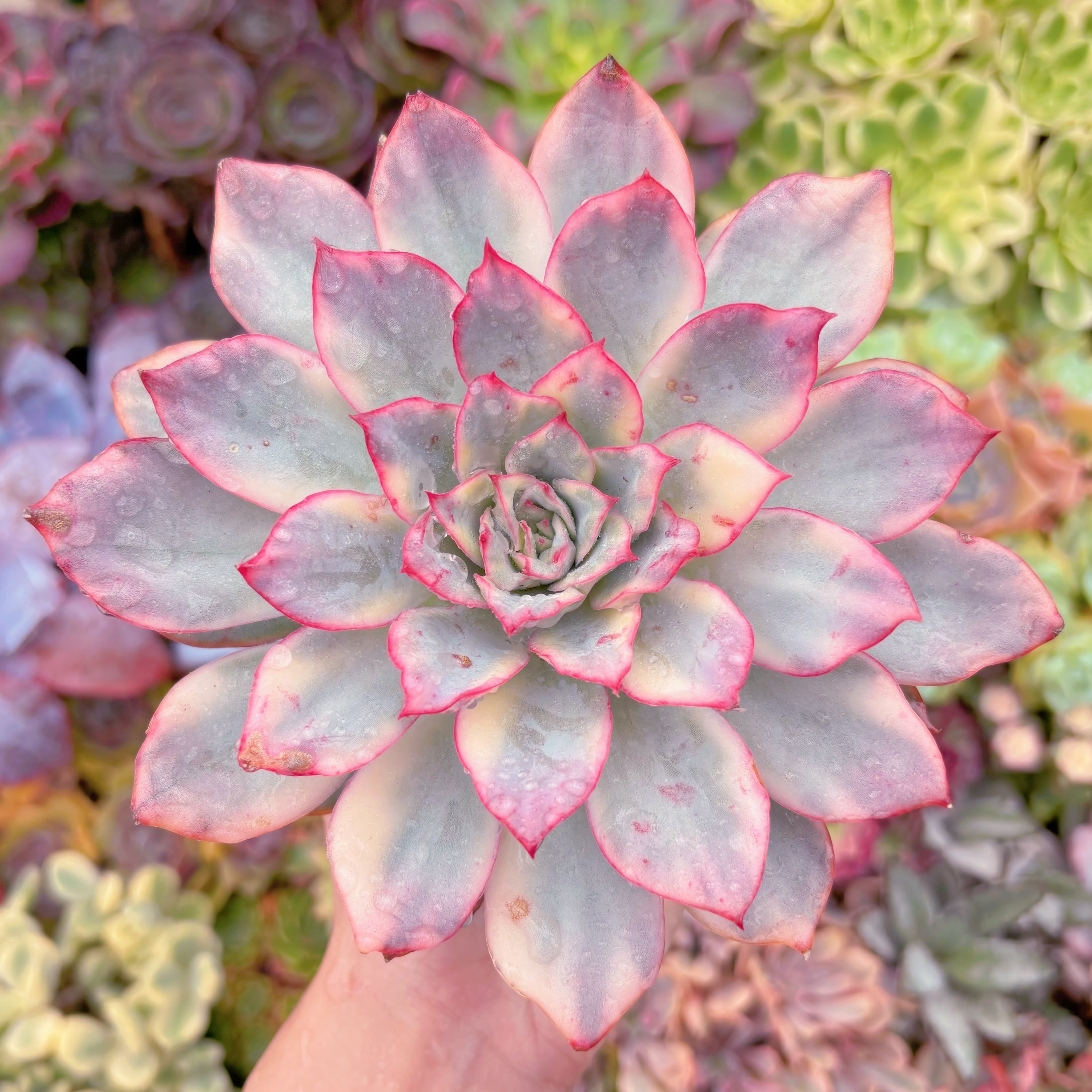 多肉植物 月光女神錦(大) 新入荷 るる農園 | るる農園~多肉植物専門