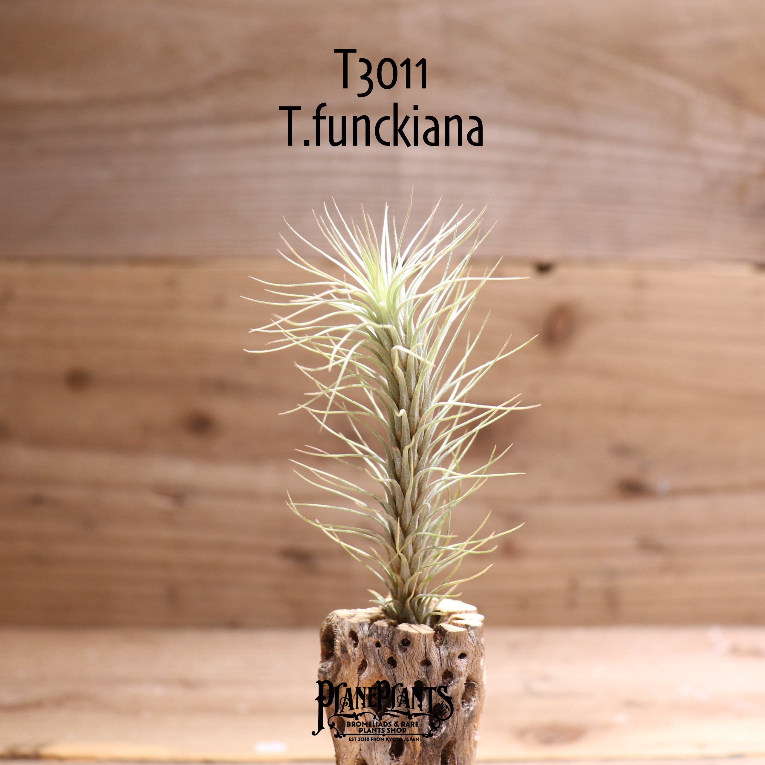 送料無料】フンキアナ〔エアプランツ〕現品発送T3011 | plane plants