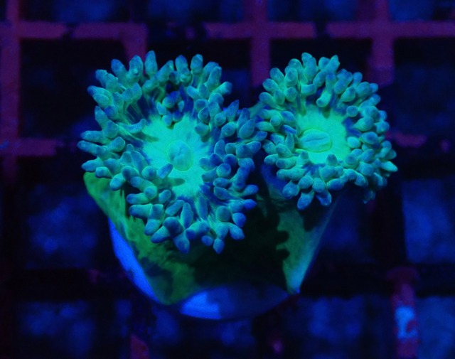 Duncanopsammia UniqueType 3