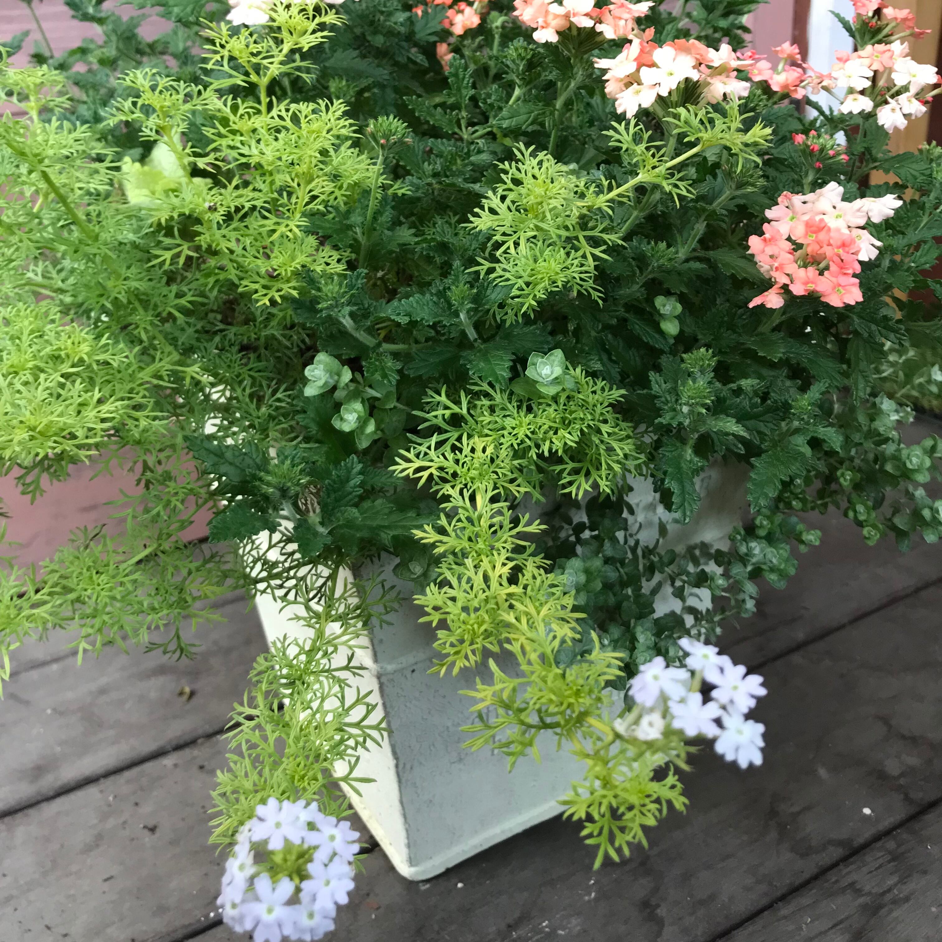 寄せ植え バーベナマジェラナ | Merak - メラク 寄せ植え ガーデニング