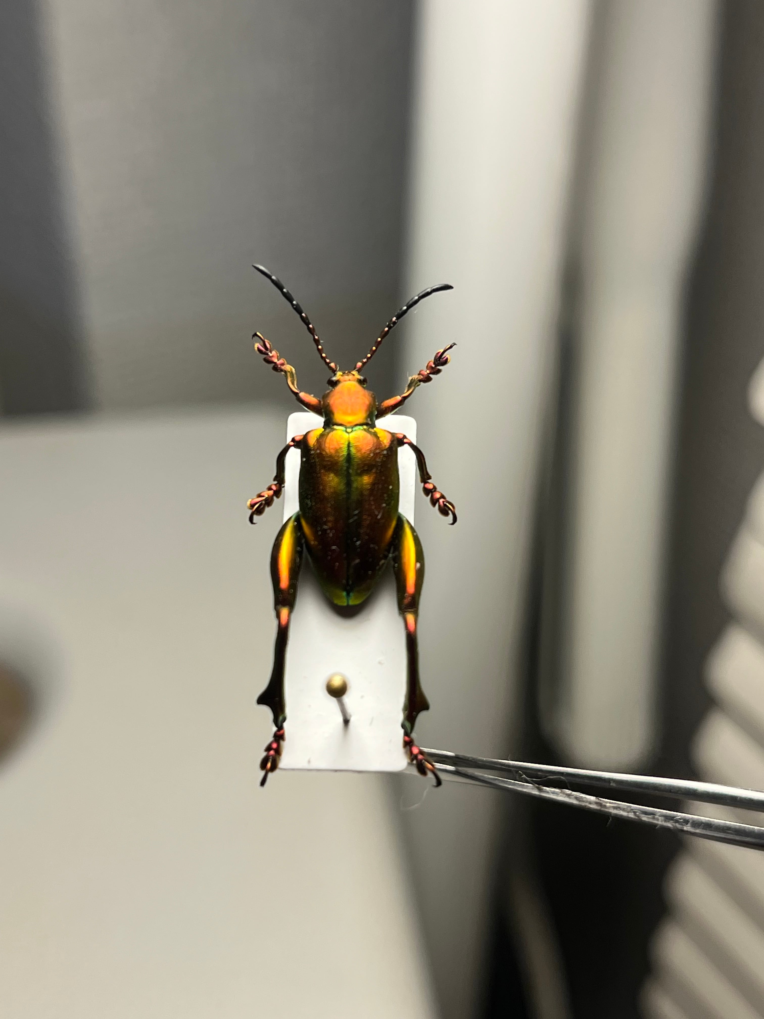 ミドリモモブトハムシ レッドフォーム 標本 プラチナコガネ タマムシ