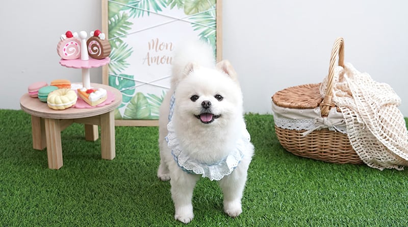 【SALE】lunch box vest S ~ XL / 犬服 春夏 新作 ベスト ドッグウェア 涼しい 可愛い 犬の服 小型犬 中型犬 ペット 犬 服 猫 袖なし top107