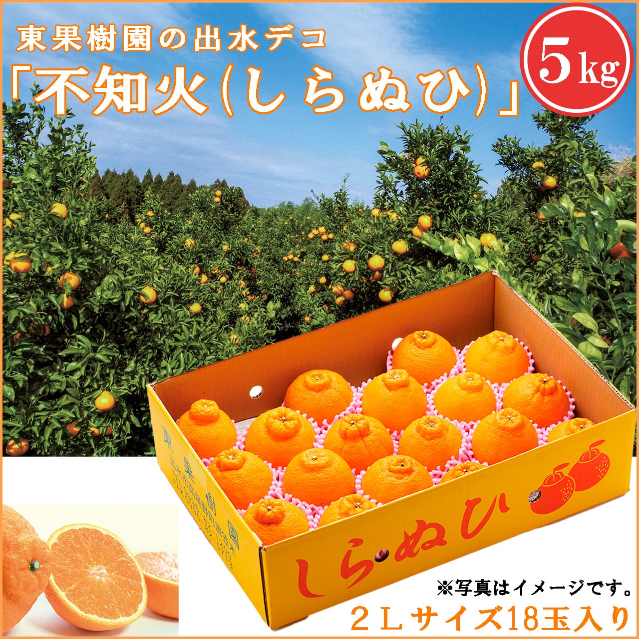 食品 2025年新物 久寿 銀杏ぎんなん 祖父江産 4L 4kg