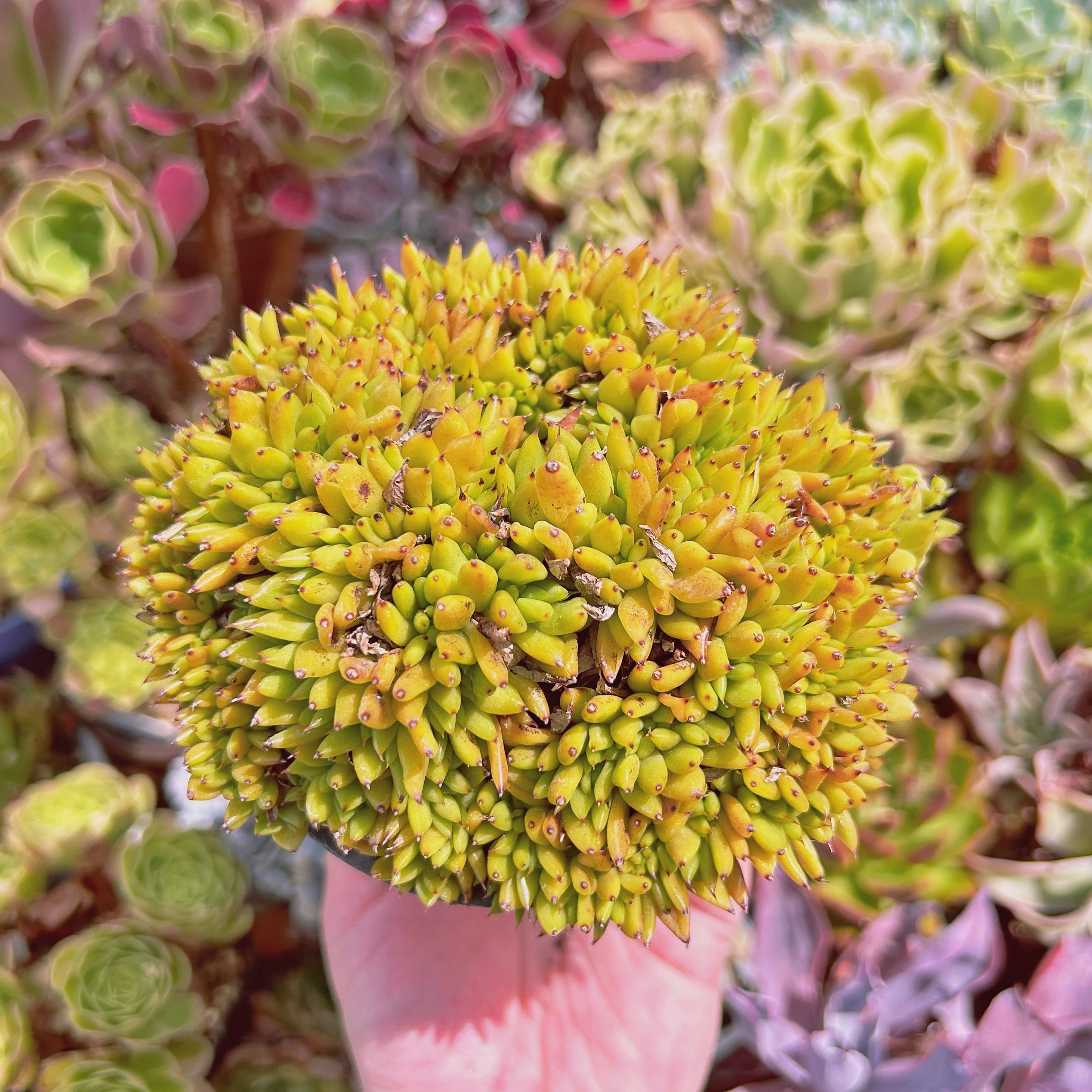 044現物 多肉植物 魅惑の宵 缀化 特大 抜き苗 | るる農園~多肉植物専門