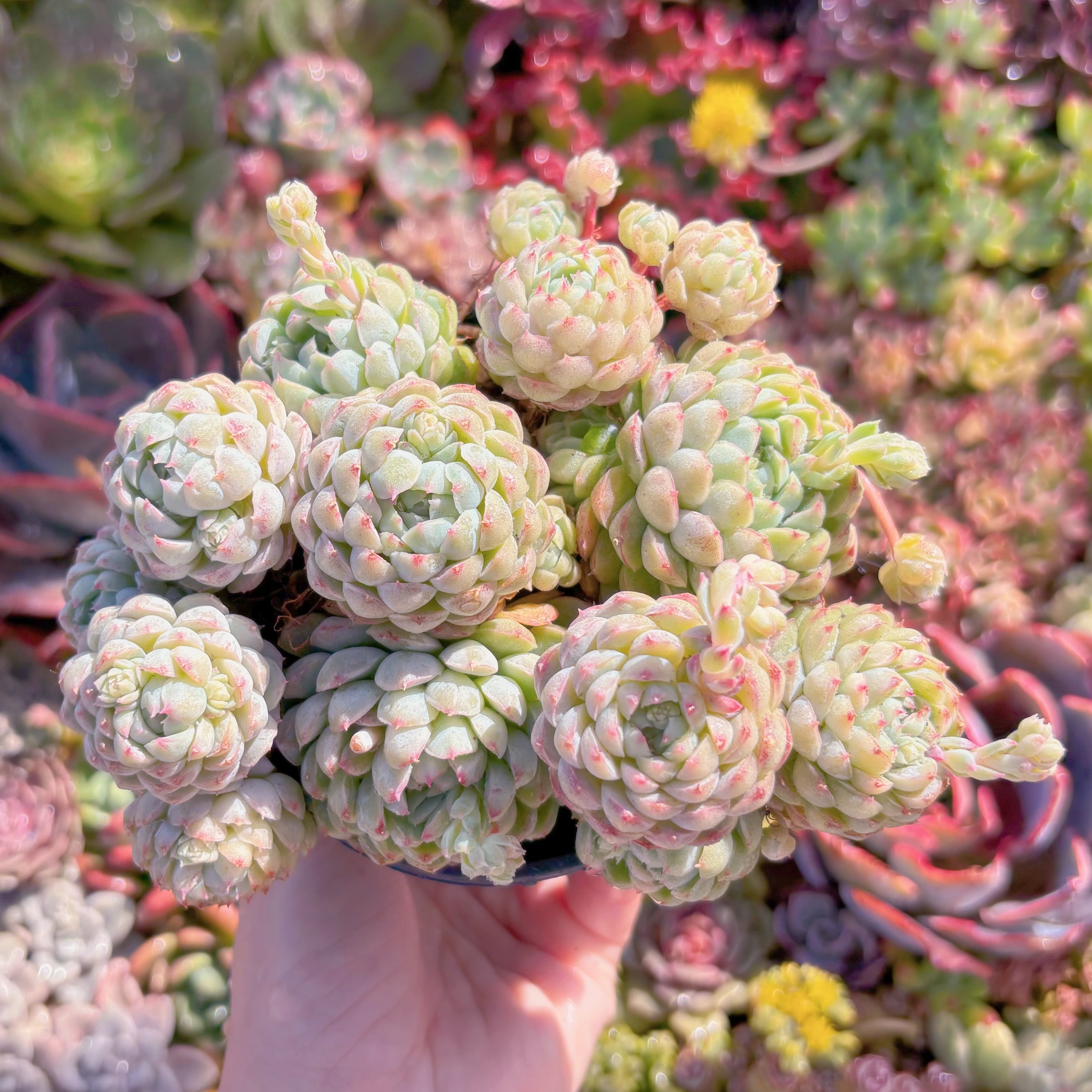 現品　ハチミツボール#F043　大群生　新入荷　るる農園