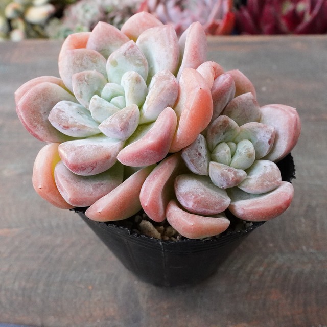 【アミブル】むっちり　ほんのりピンク　韓国多肉