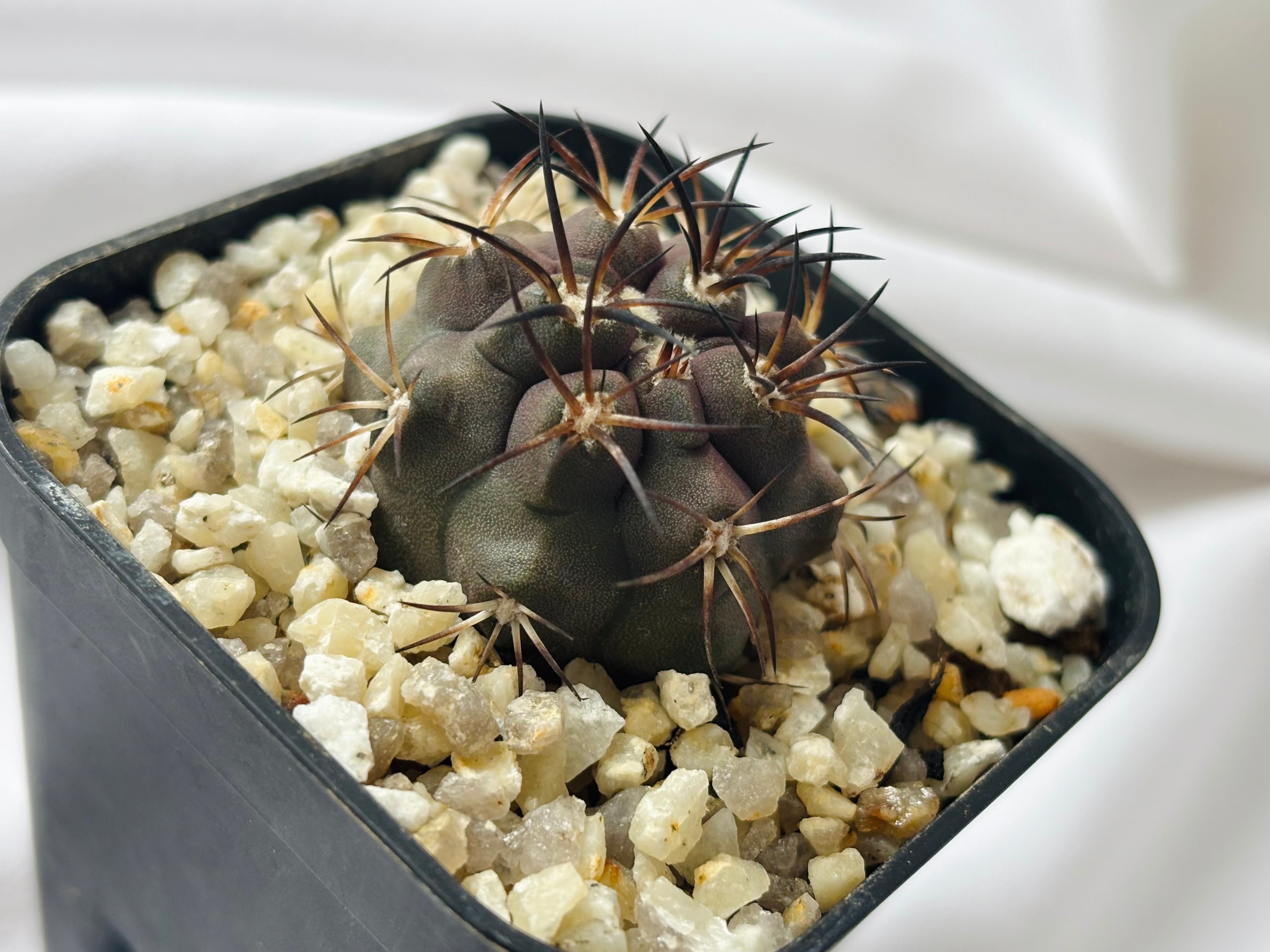 Copiapoa dura コピアポア デュラ 銅鑼丸 サボテン | plants MARU