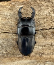 【WF2】《フィリピンネブト亜種バンガイエンシス 29.5mm ペア》