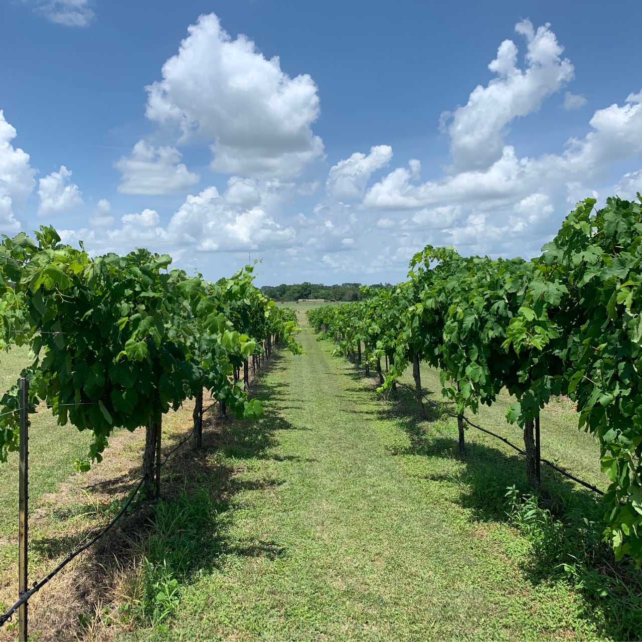 本間昭光 60歳記念セレクションワイン 2025【白】