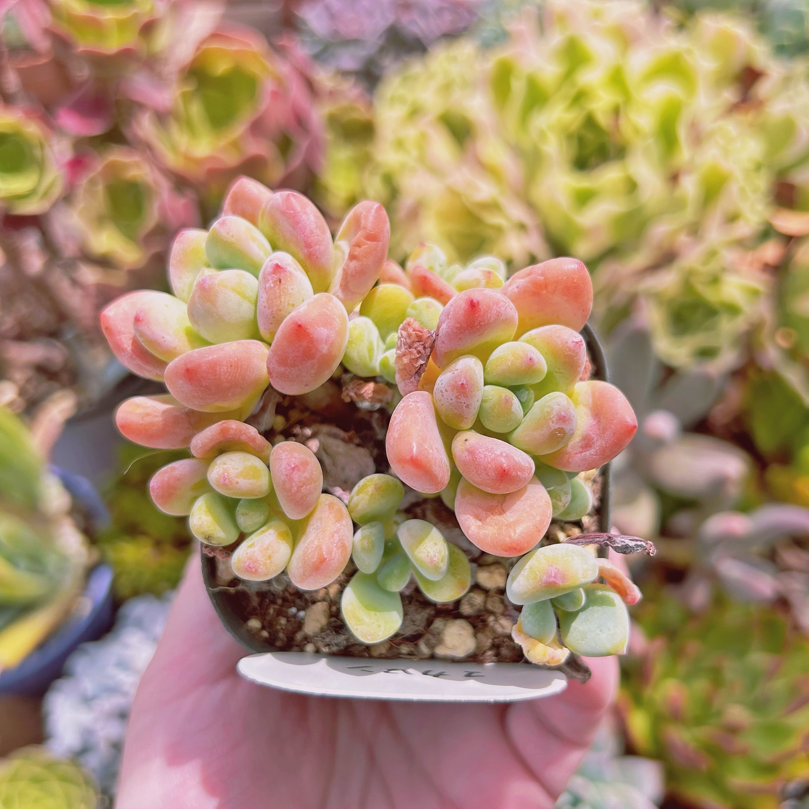 現物　多肉植物　マカロン　抜き苗