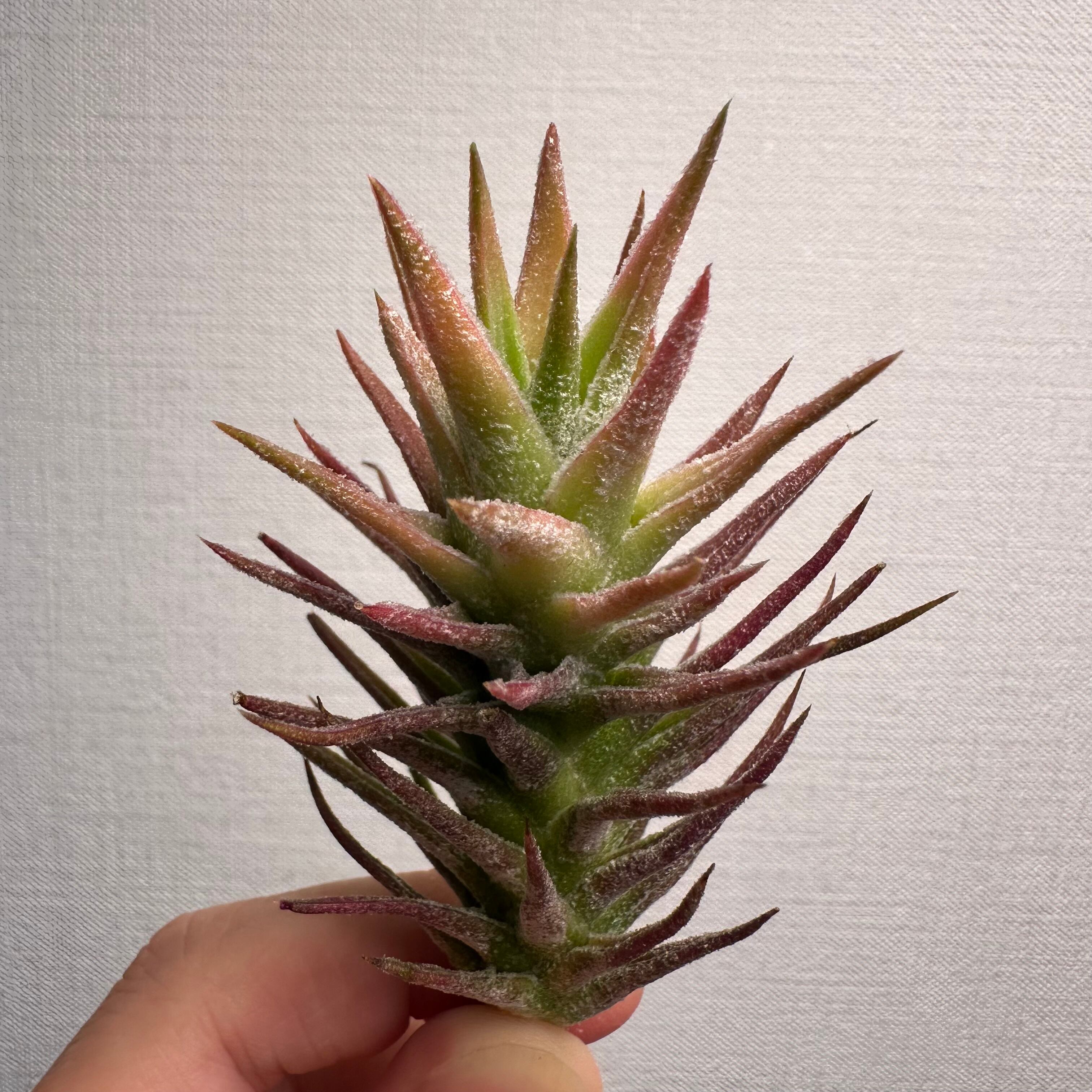 Aechmea disjuncta | PAY ID