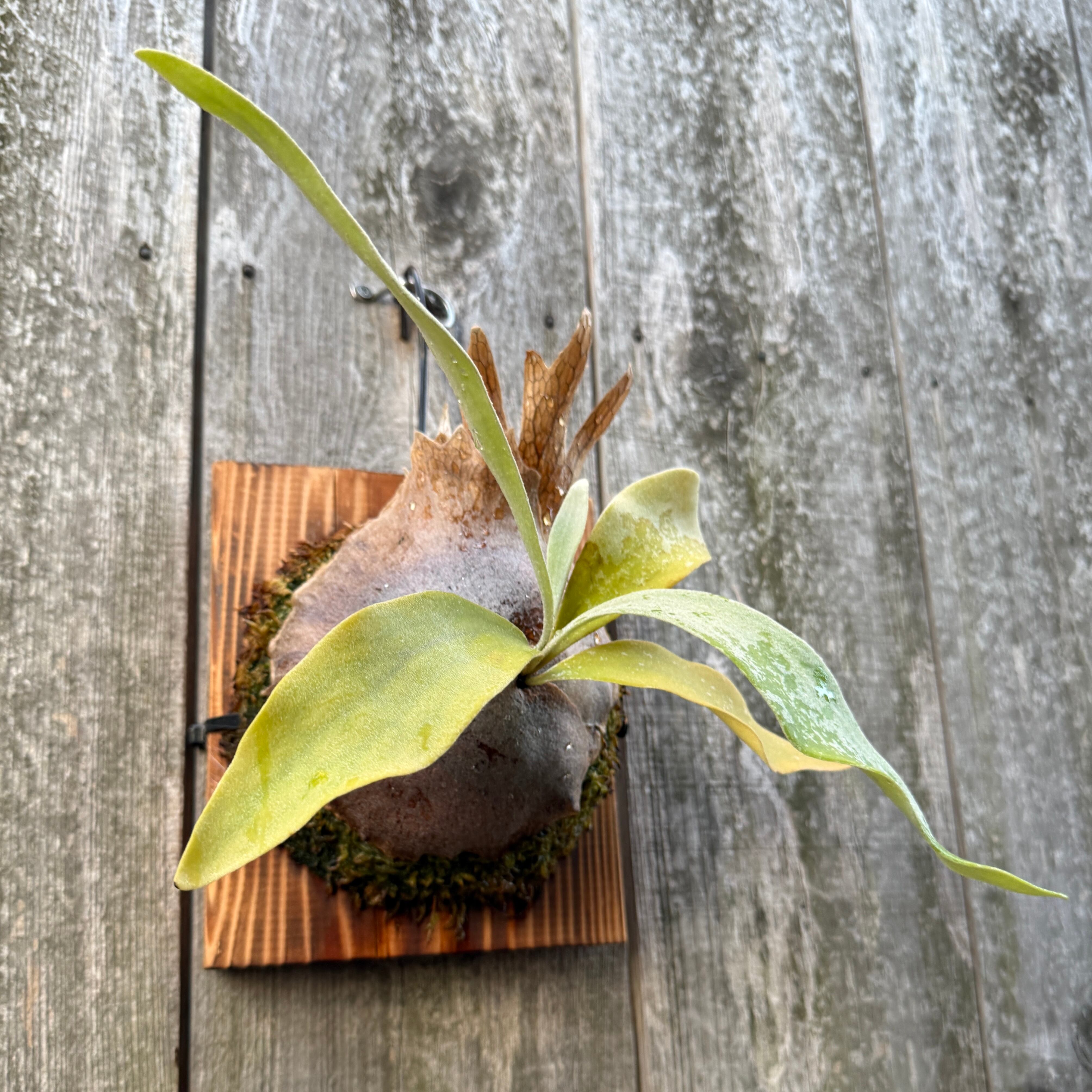P. Fubuki, P. Ginka 12th oasis sporeling | naturefix