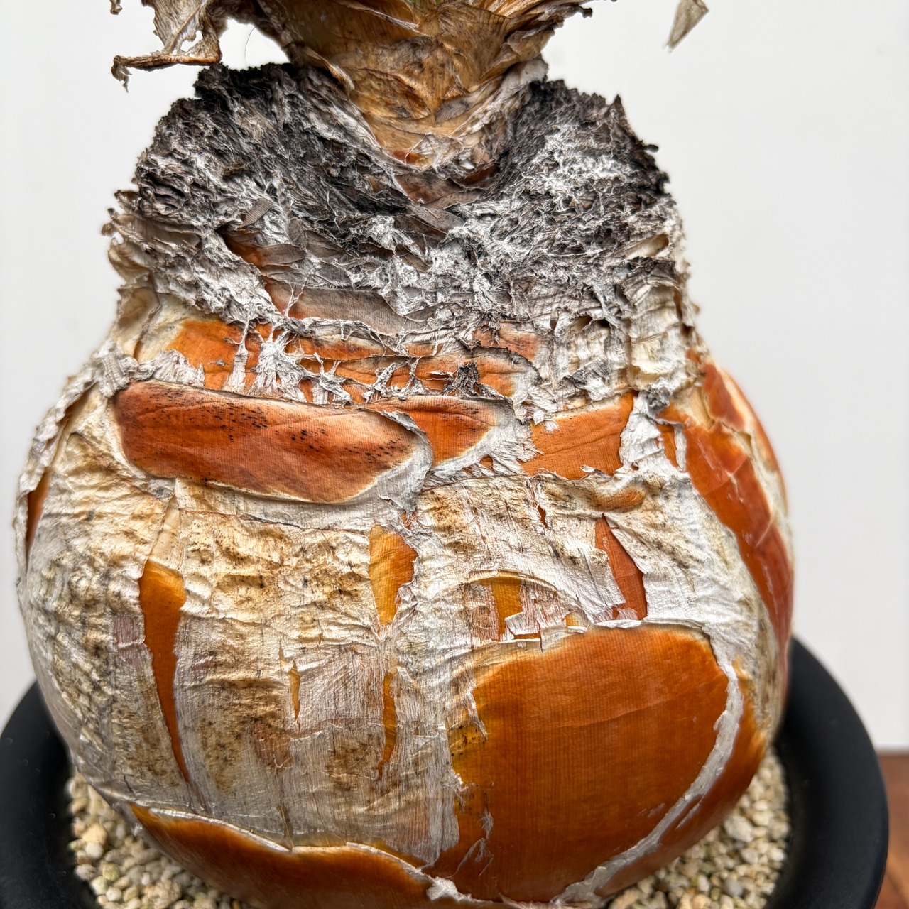 Boophane haemanthoides【ブーファン・ハエマンソイデス】