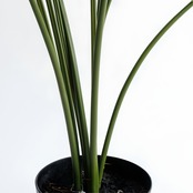 トラベラーズパームS 90㎝［人工観葉植物・フェイクグリーンT］