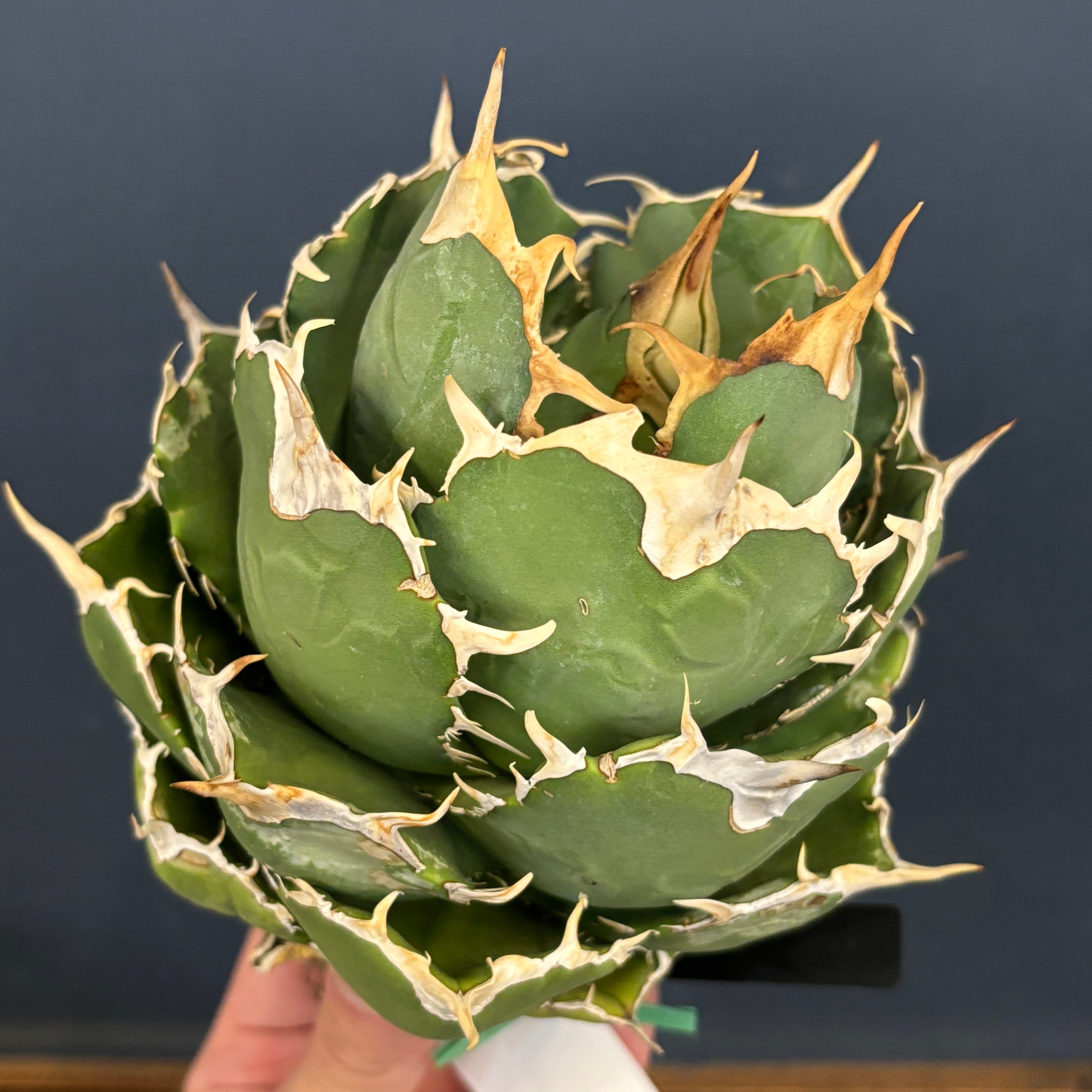 アガベ オテロイ アングリーハート 親株販売 アガベ オテロイ アングリーハート 親株販売 アガベ オテロイ