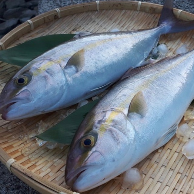 天然ブリ冷凍鮮魚丸ごと1本セット(予約)