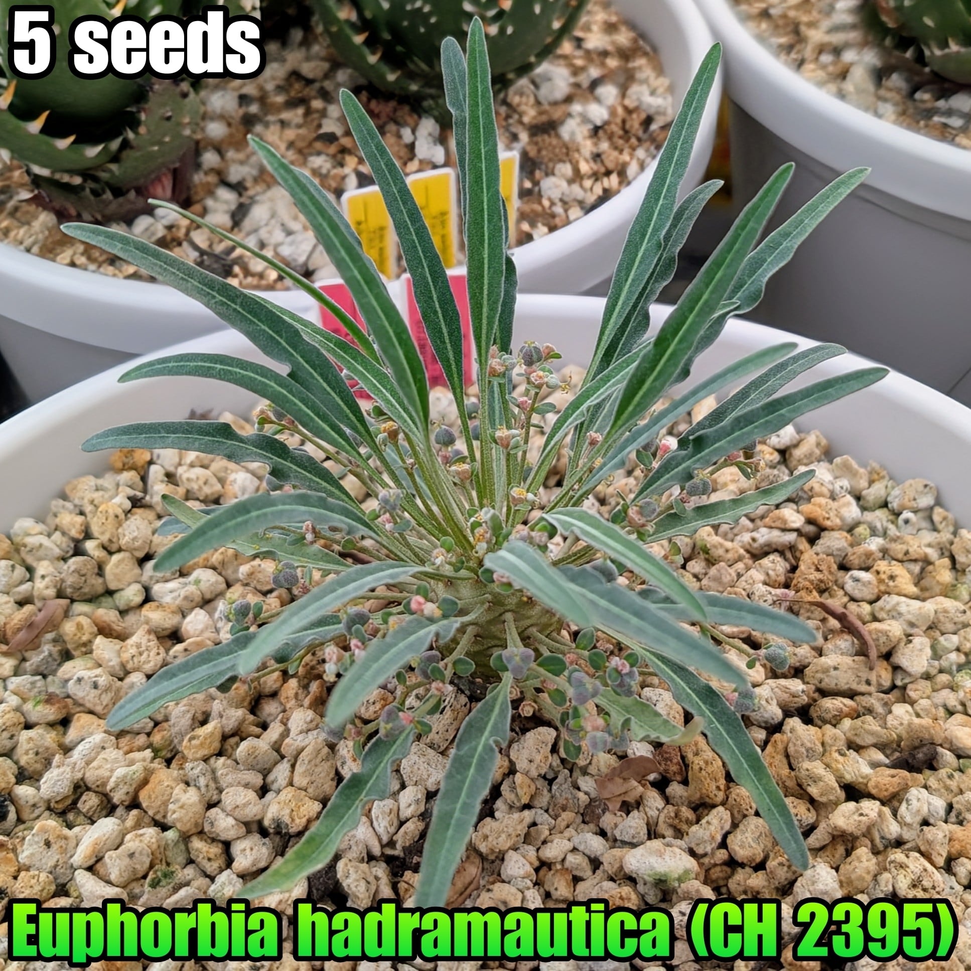 種子/5粒】Euphorbia hadramautica (CH 2395)/ユーフォルビア