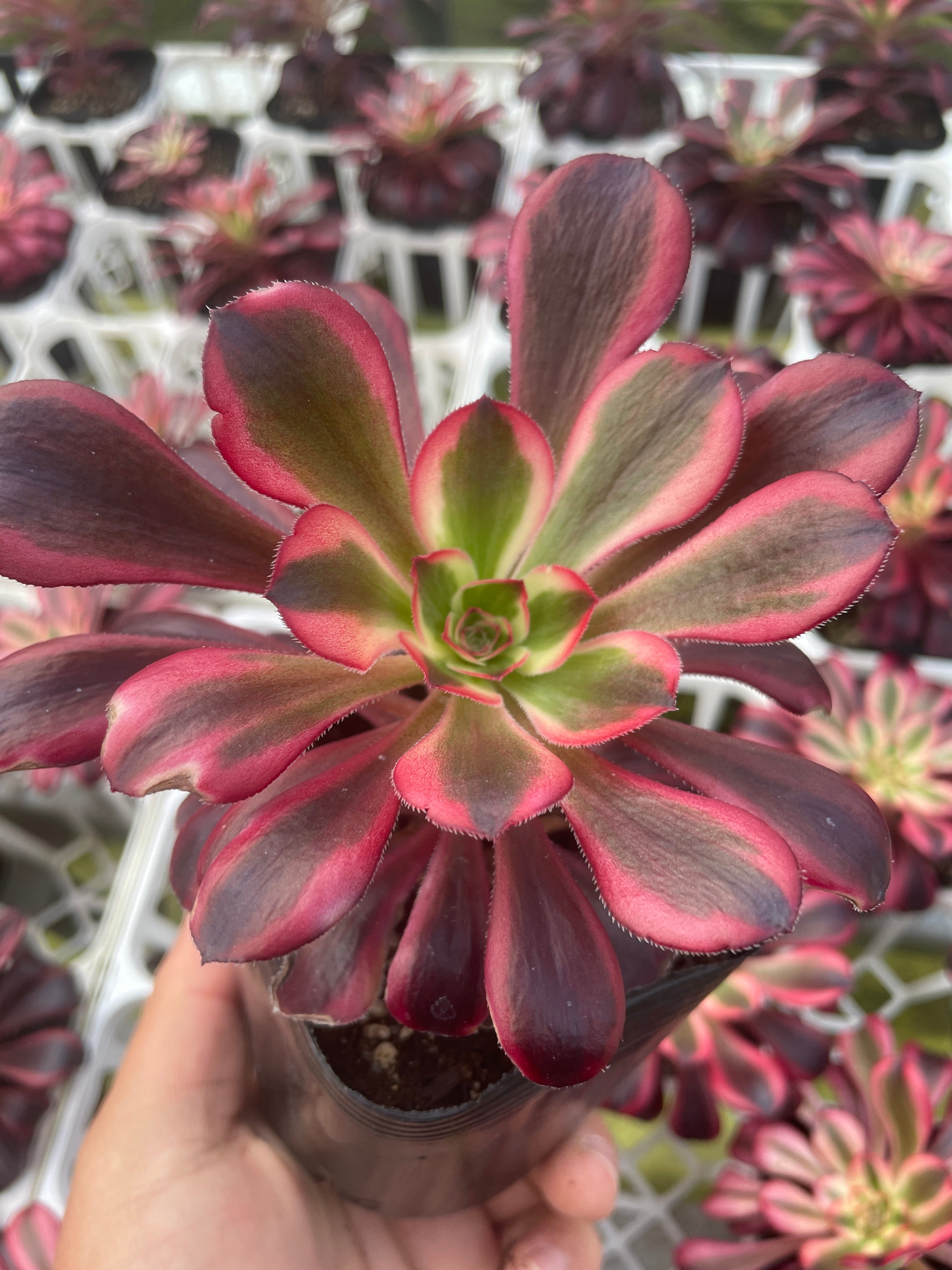 アガベ アテナータ（斑入り） | Pay ID