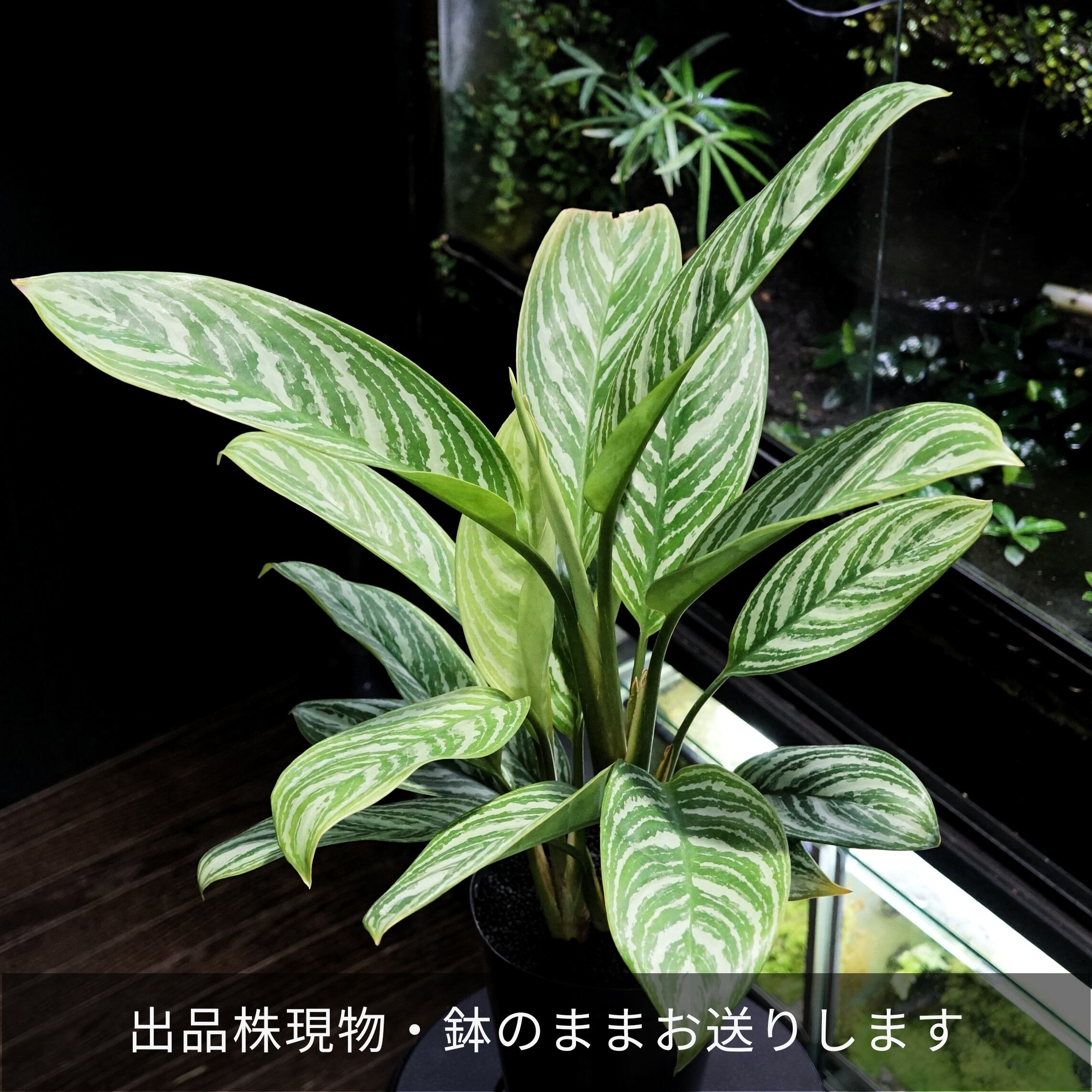 2本立て特選株 アグラオネマ カーティシー Aglaonema Nitidum Curtisii ブルーゲッコーラボ Bluegeckolab 2本立て特選株 アグラオネマ カーティシー Aglaonema Nitidum Curtisii ブルーゲッコーラボ Bluegeckolab