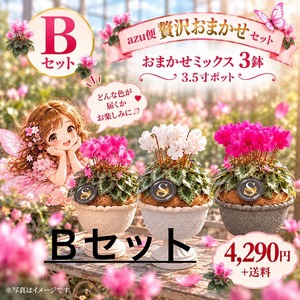 AZU便 贅沢おまかせ｜Bセット