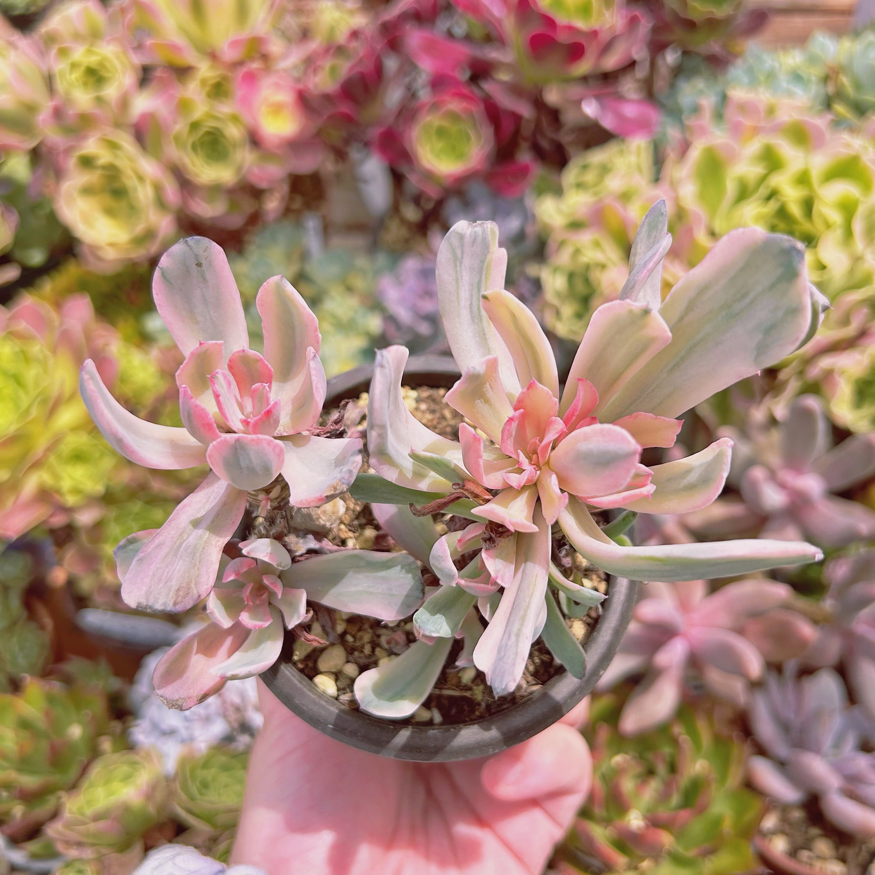 現物　多肉植物　hoveyi錦　抜き苗