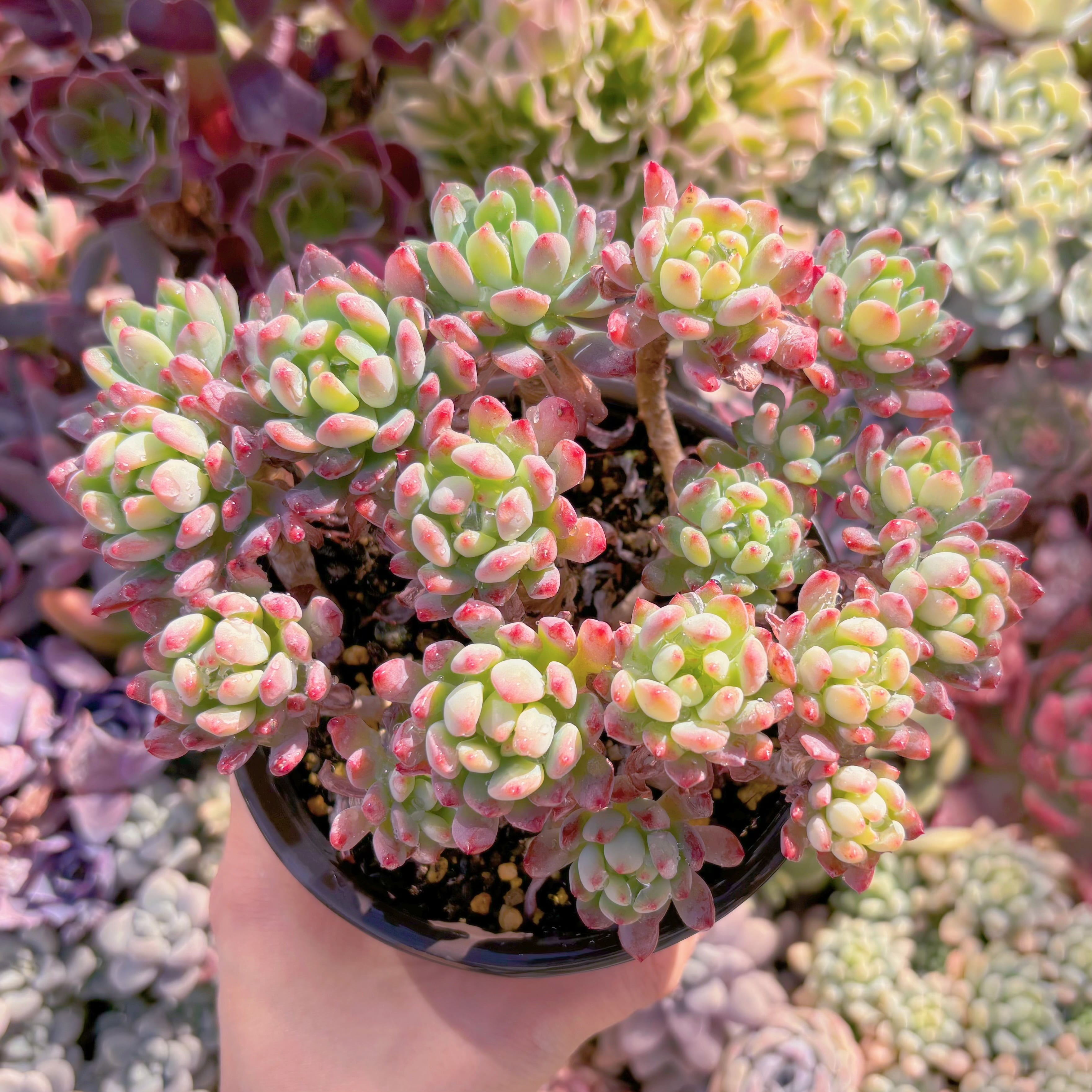 現品　ブルーエルフ#A26　古株　るる農園