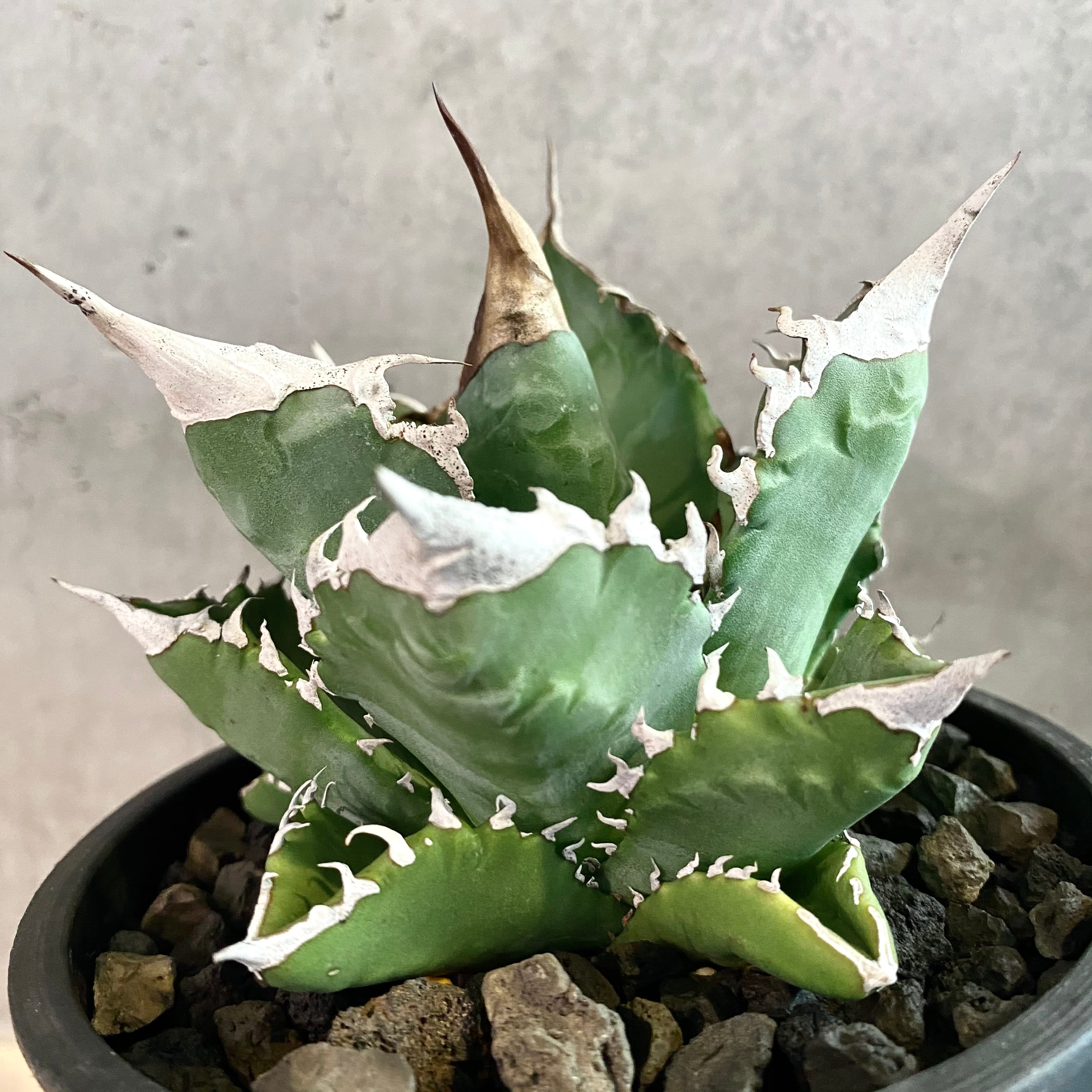 agave titanota white fire/アガベ チタノタ  ホワイトファイヤー【観葉植物】【多肉植物】【インテリア】【鉢込み発送】【発根済】【美株】