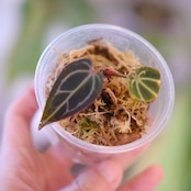 Anthurium Dark and Handsome 4 × Anthurium RVC24|アンスリウム|観葉植物