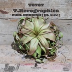 【reserved】キセログラフィカ XL〔エアプランツ〕現品発送T0707