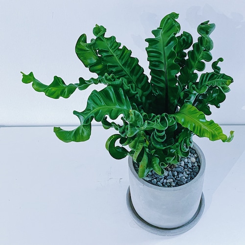 タニワタリ・プリカーツム "アカキ" Asplenium plicatum "Akaki"