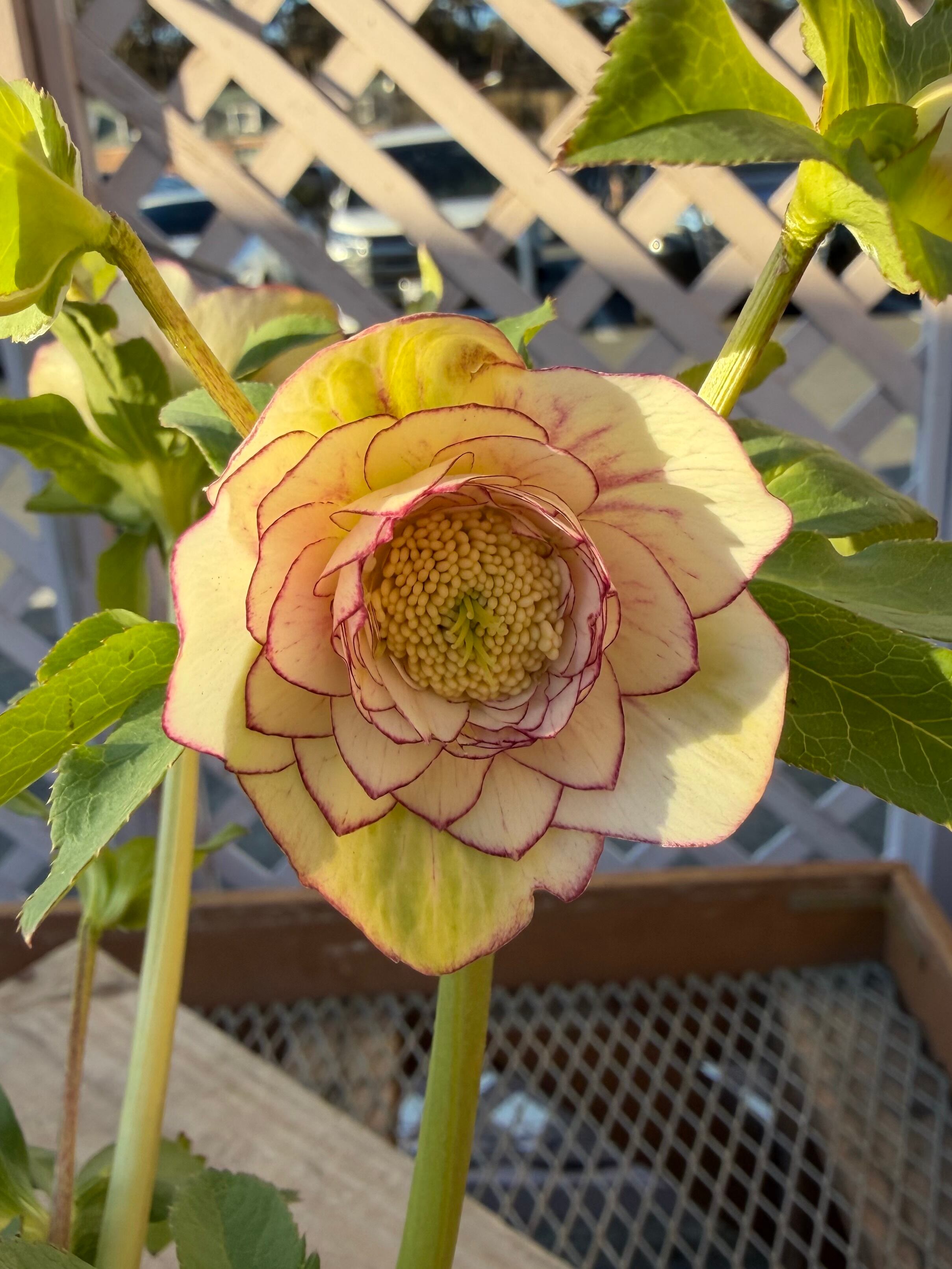 段咲き多弁グラデーション 加藤農園 クリスマスローズ【Ka97】送料無料