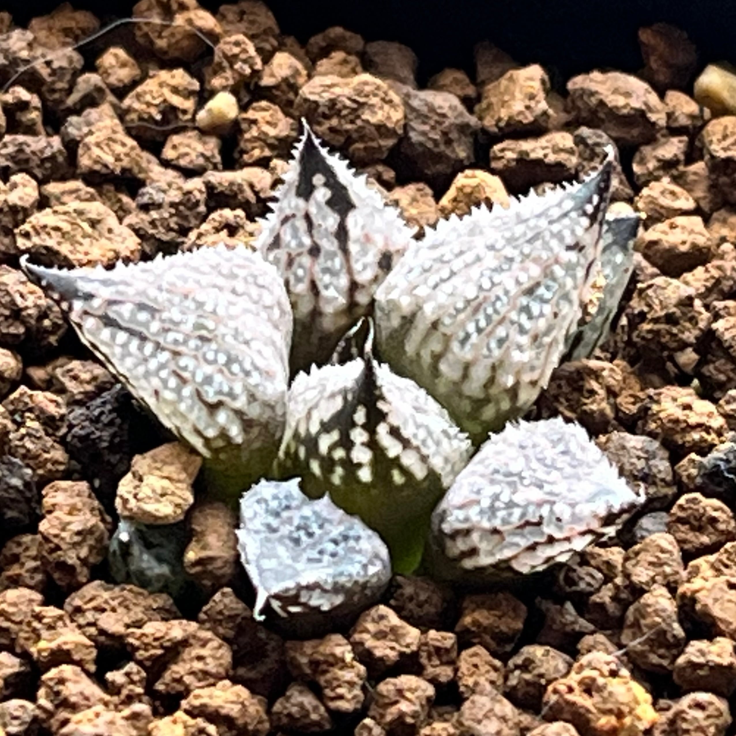 ハオルチア スーパーコレクタ錦 | mocono_plants
