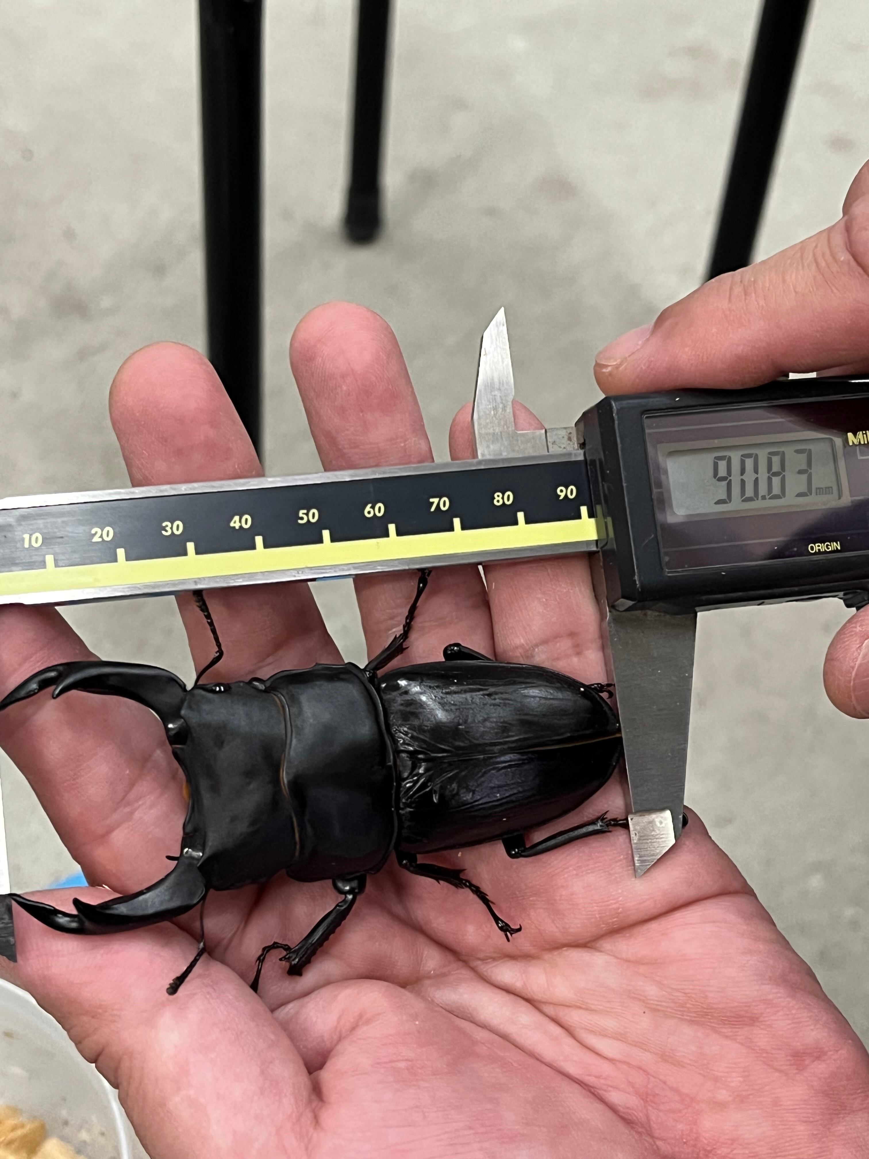 オオクワガタ 標本 死虫 能勢YG血統 脅威の88.8ミリ！ オオクワガタ 標本 死虫 能勢YG血統 脅威の88.8ミリ！