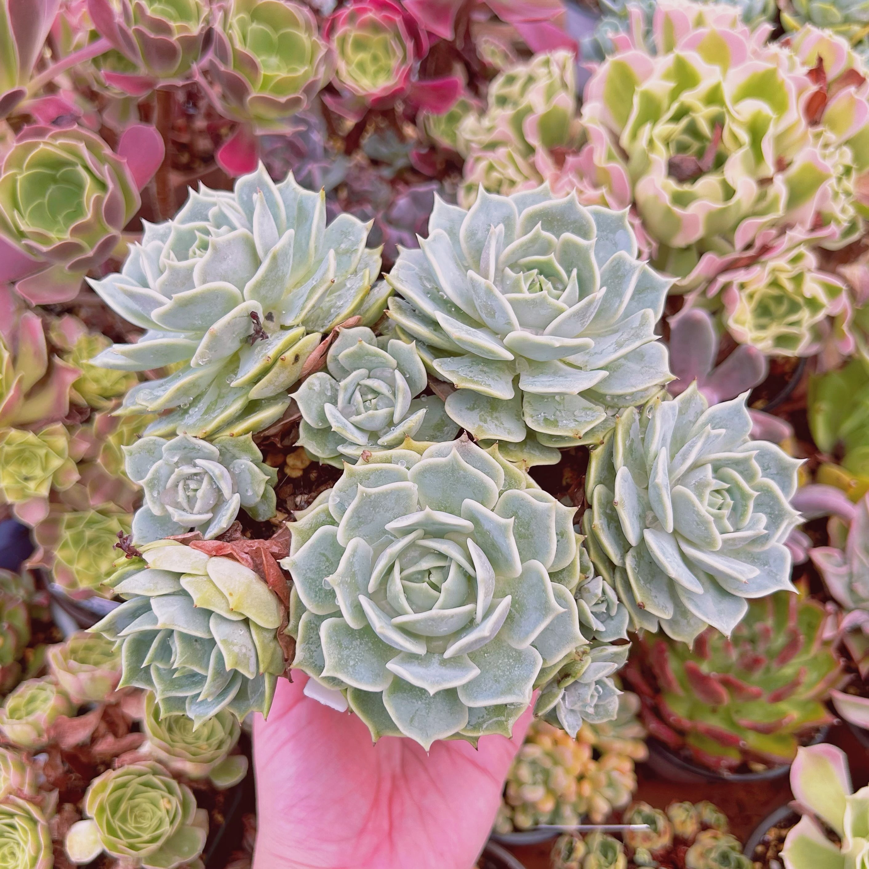 #830現物　多肉植物　ローラ　特大　抜き苗