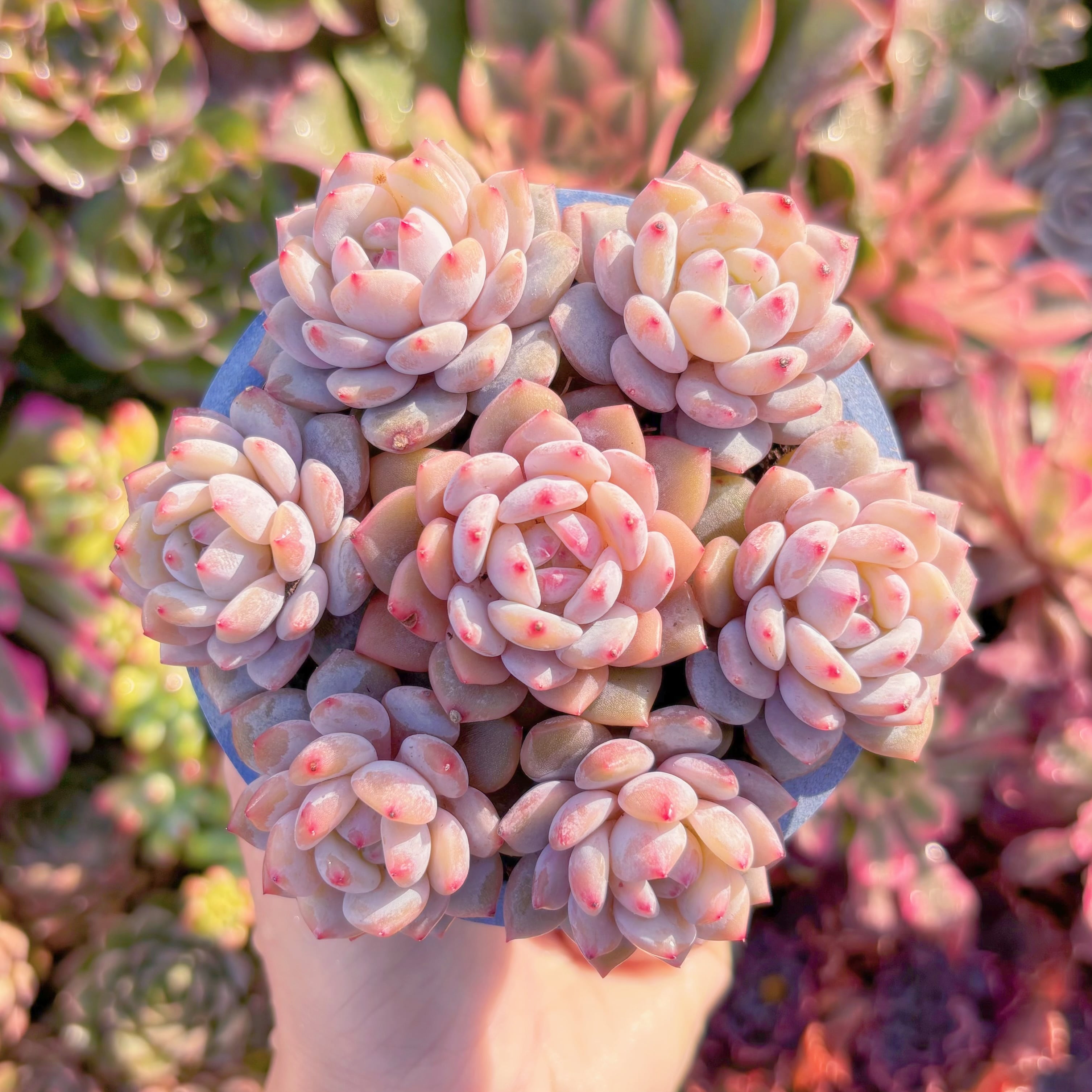 多肉植物　星星雪(7苗)　新入荷　るる農園