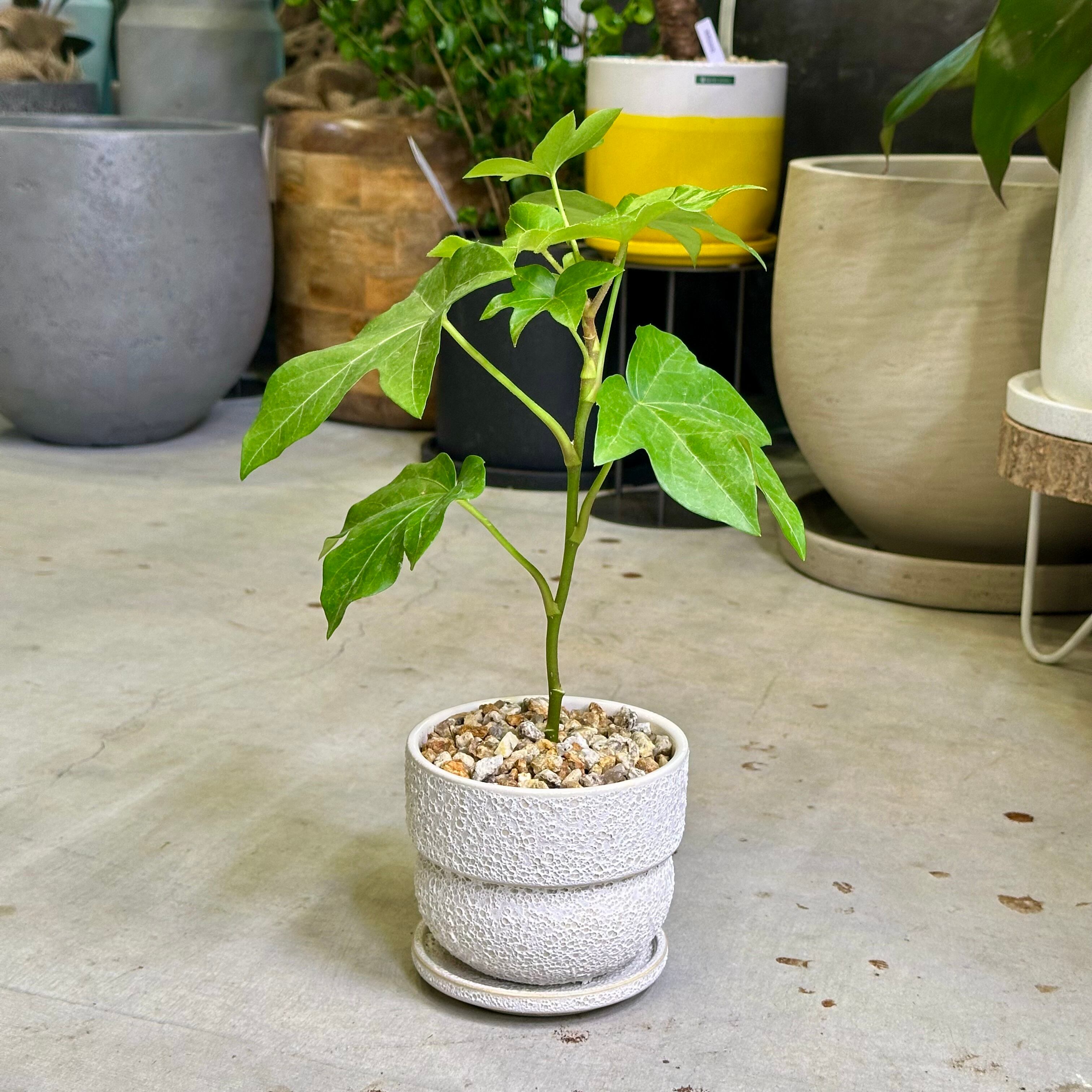 ファトス・ヘデラ | barrelplants_BONSAI