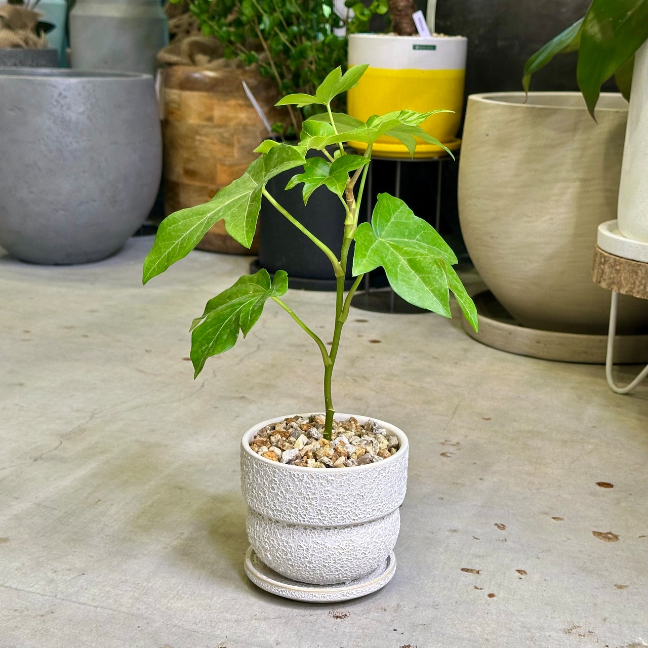 ファトス・ヘデラ