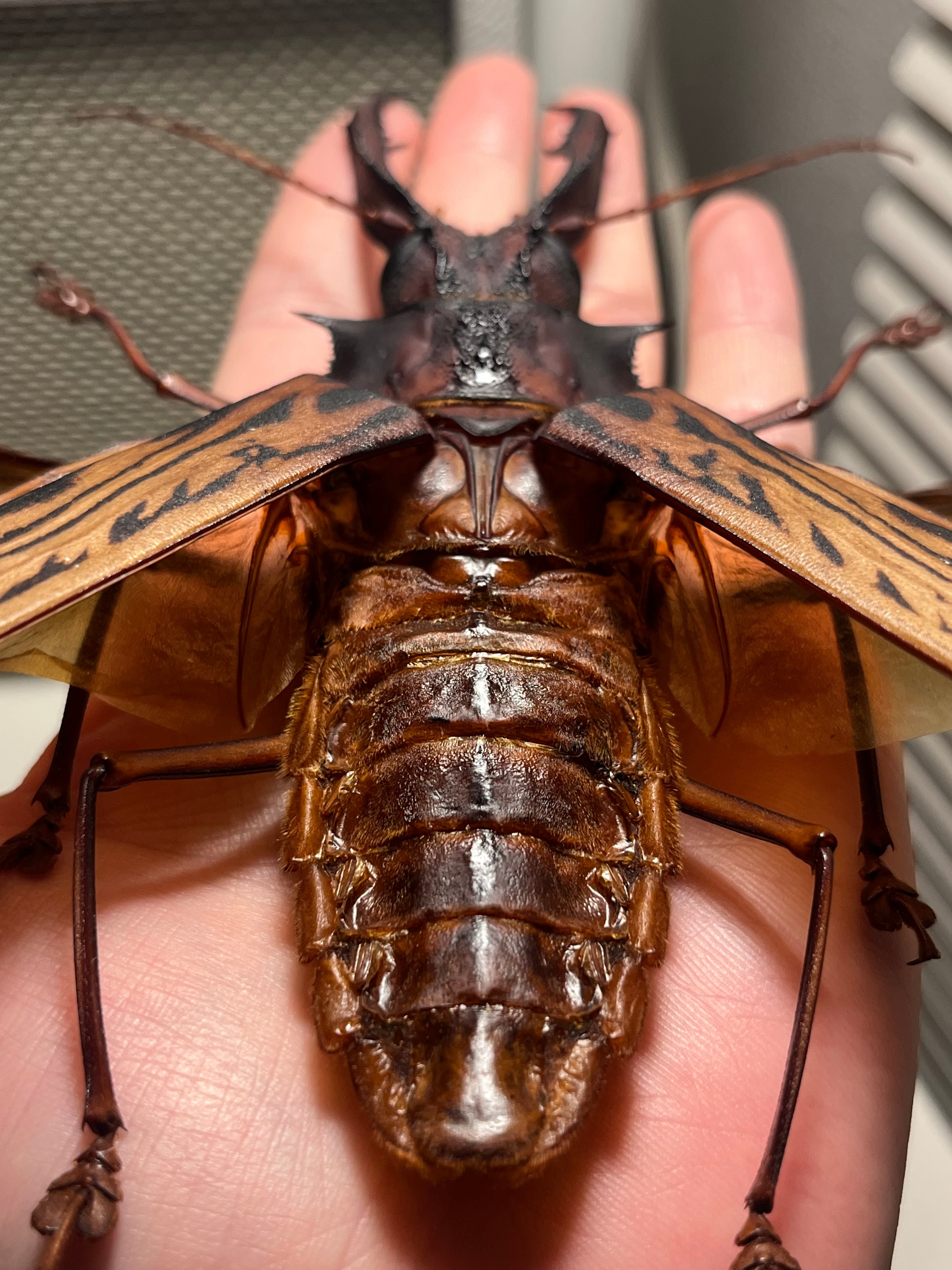 開翅155mm】オオキバウスバカミキリ 標本 Macrodontia cervicornis