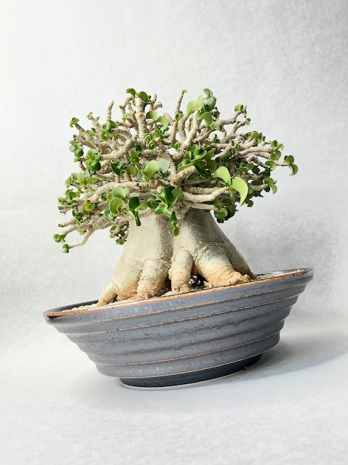 アデニウム・メデューサD.H.A