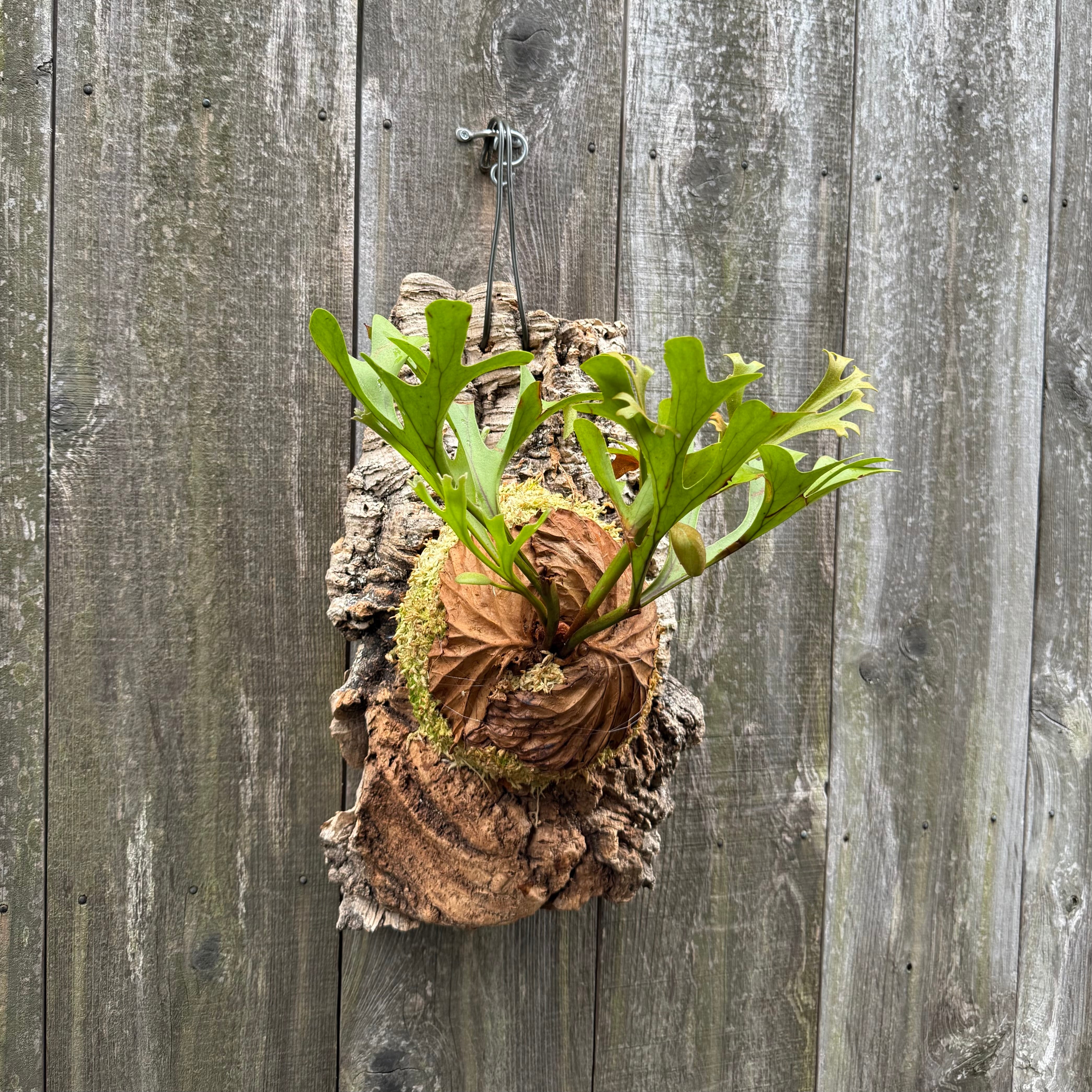 P. Doitung Mr. Ning (pup) | naturefix