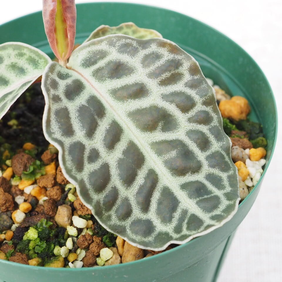 ラビシアsp. 'Turtle Back' (Labisia sp. 'Turtle Back') | planter's