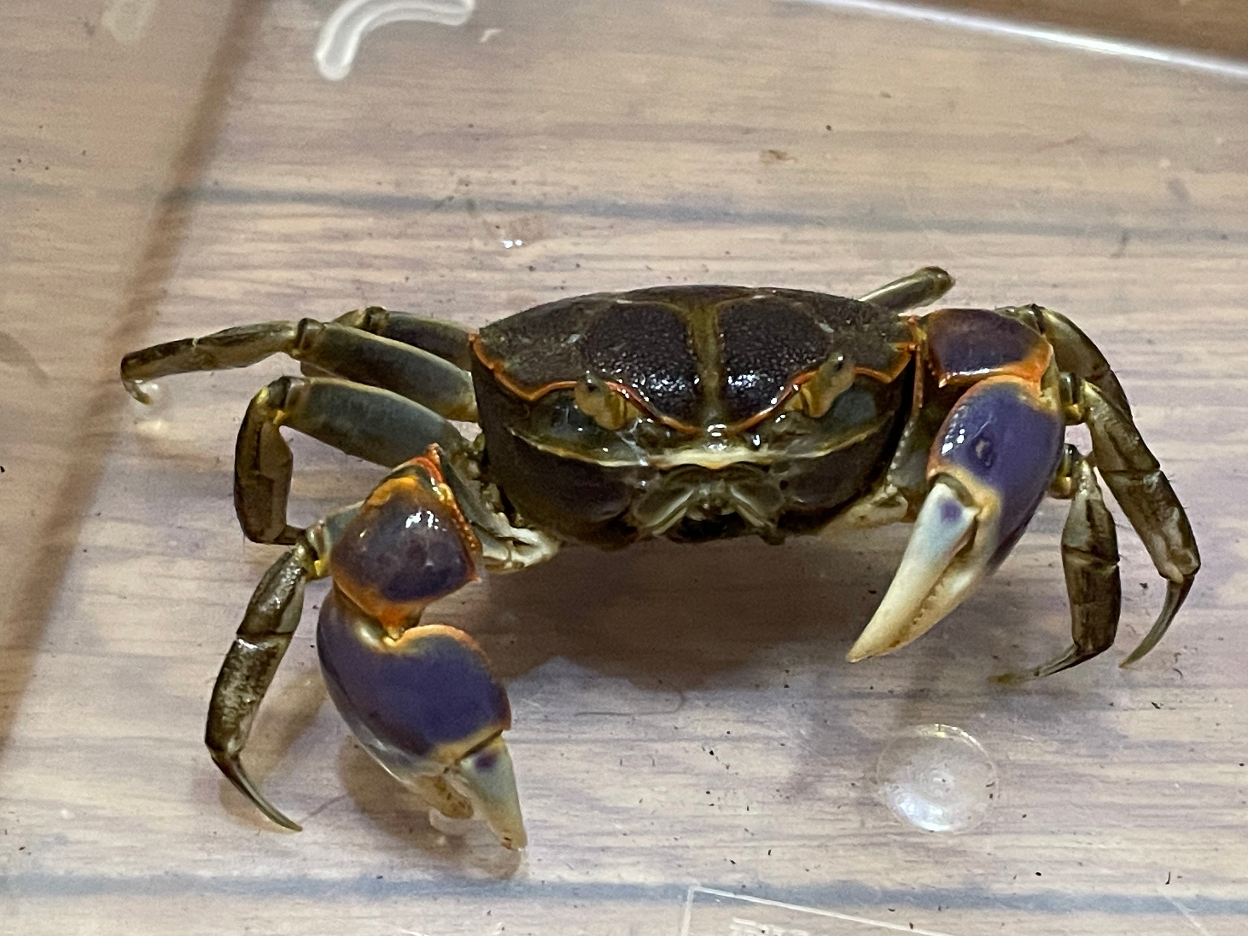 ハマガニ | 奇蟲・昆虫・甲殻類販売 crab dear