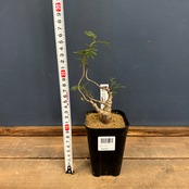 センナ　メリディオナリス【1056】