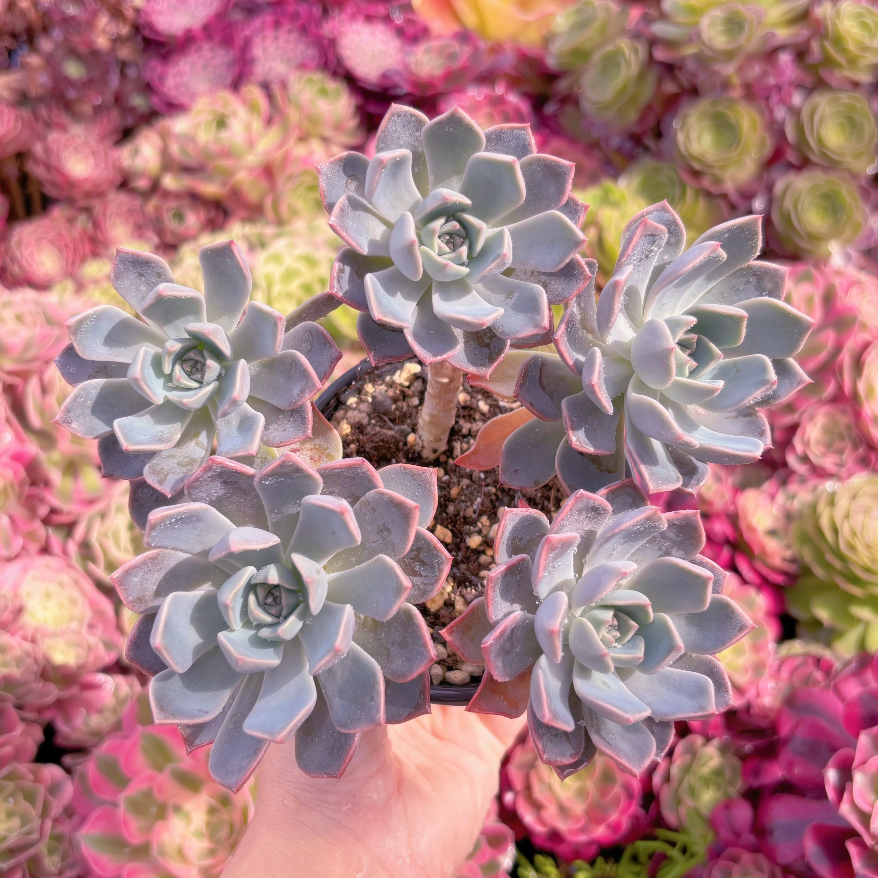 現品　Pretty in Pink#K512　群生　在庫僅少　るる農園
