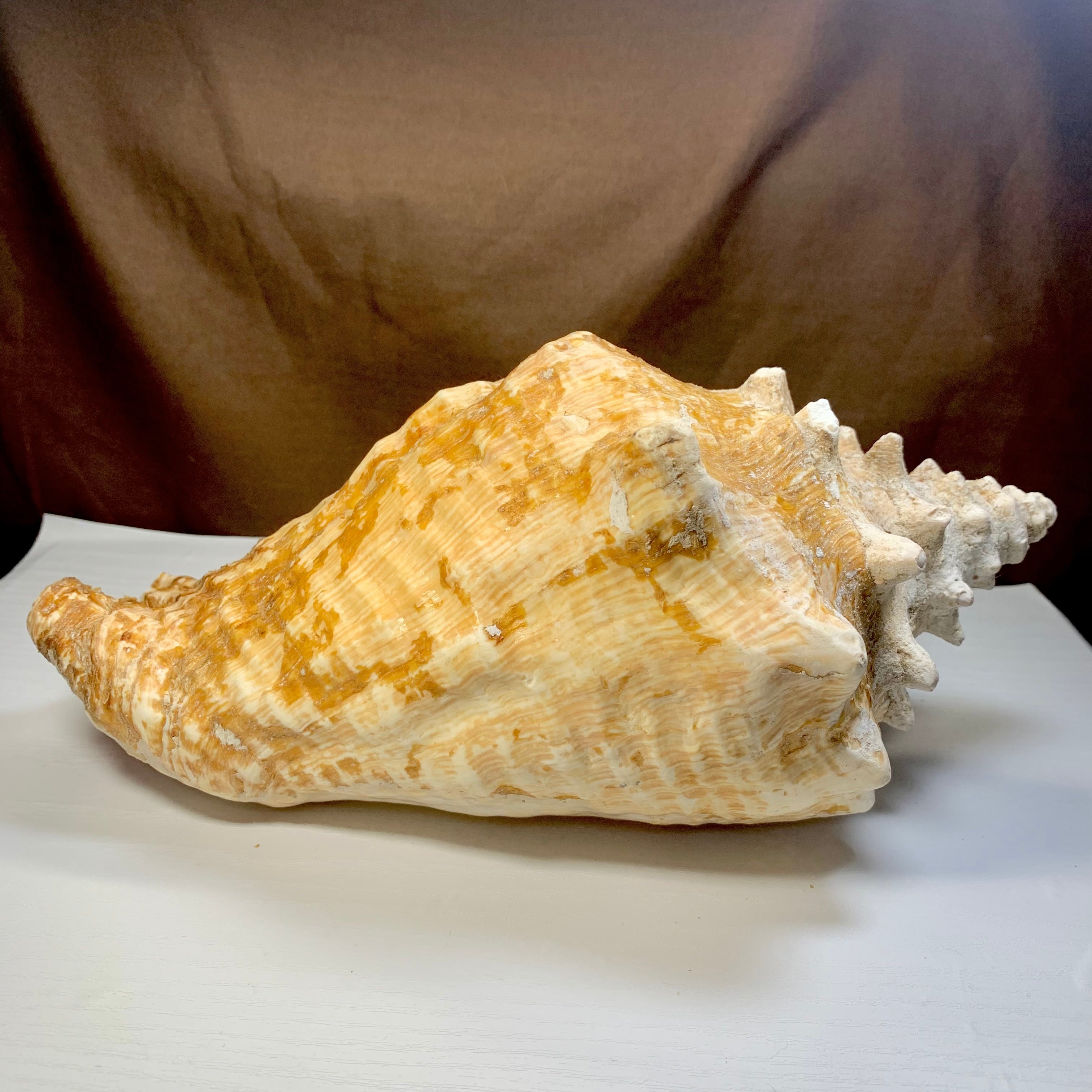 2.クイーンコンクシェル貝母・貝殻 | Pay ID