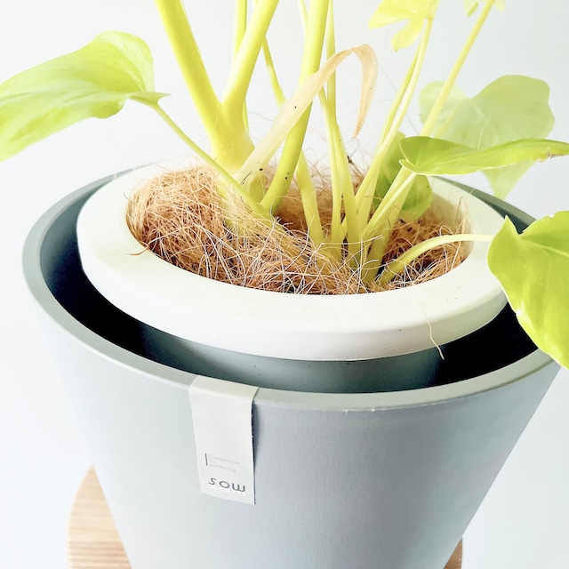 フィロデンドロン セロームゴールド 観葉植物 calm cafe