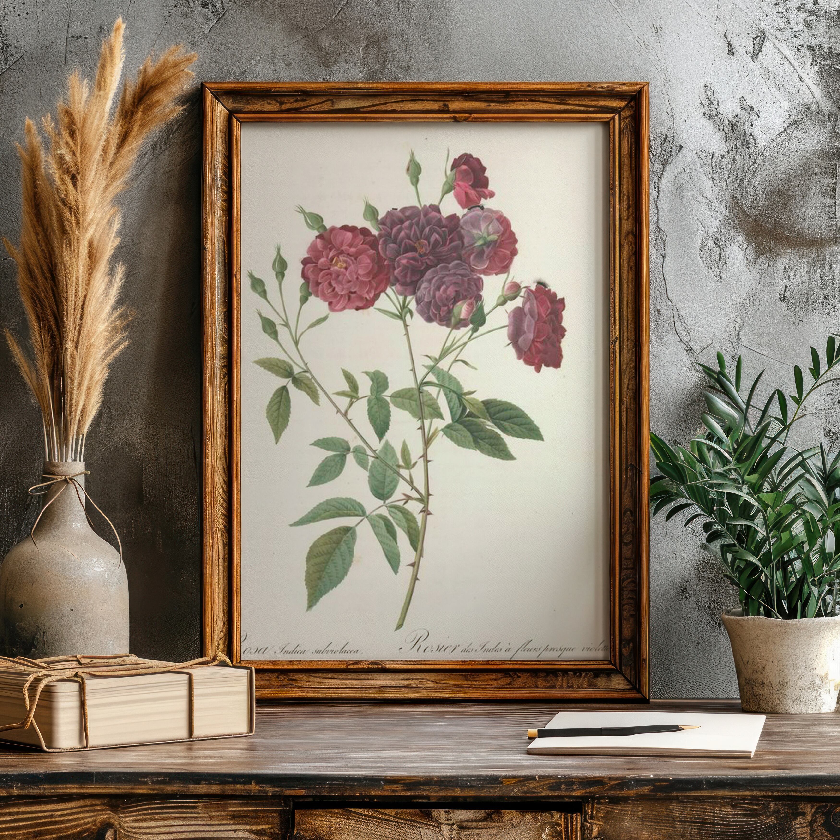ルドゥーテの薔薇アートプリント Rosa Indica Subviolacea